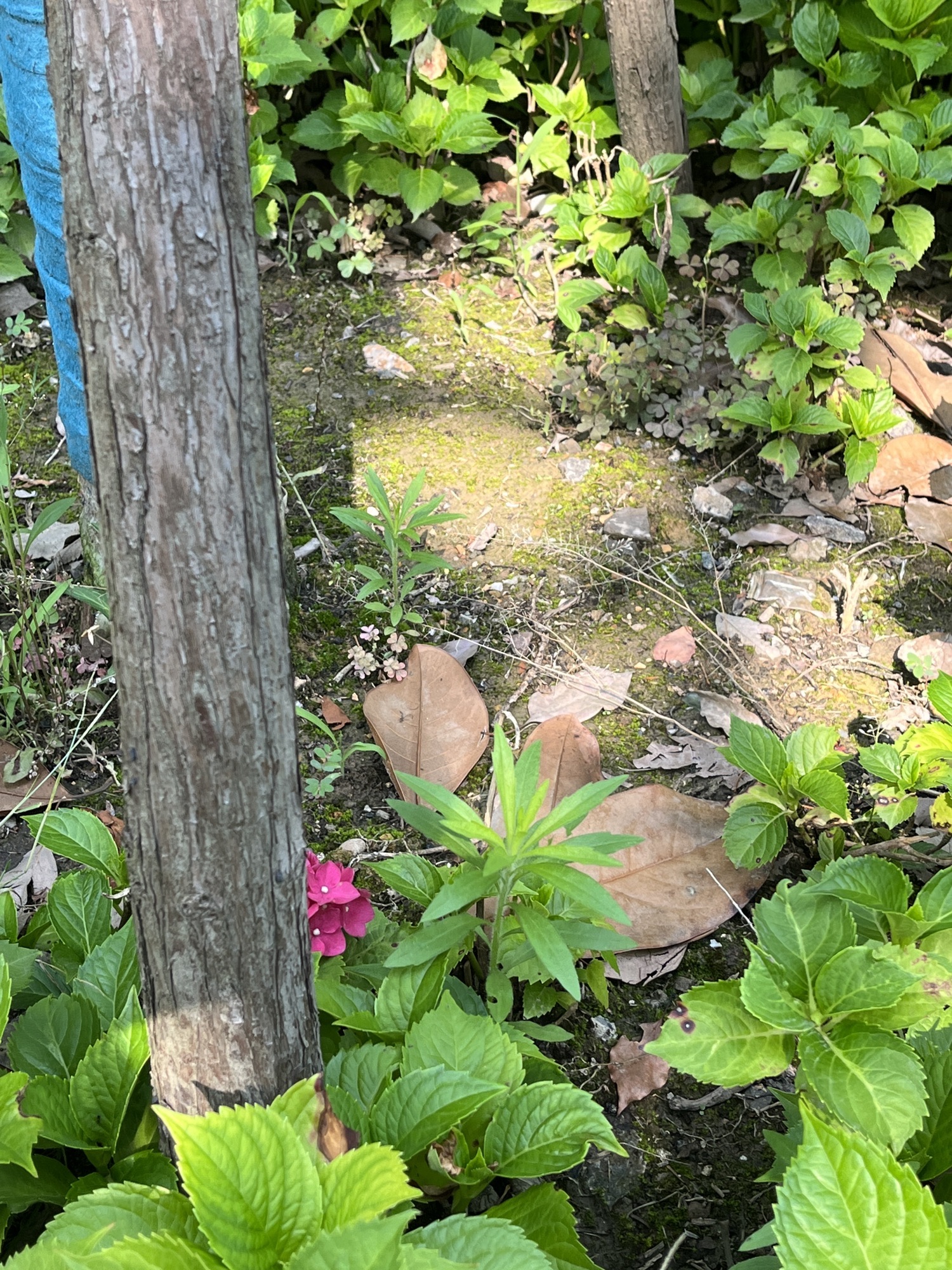 管弄公园旅行图片 3
