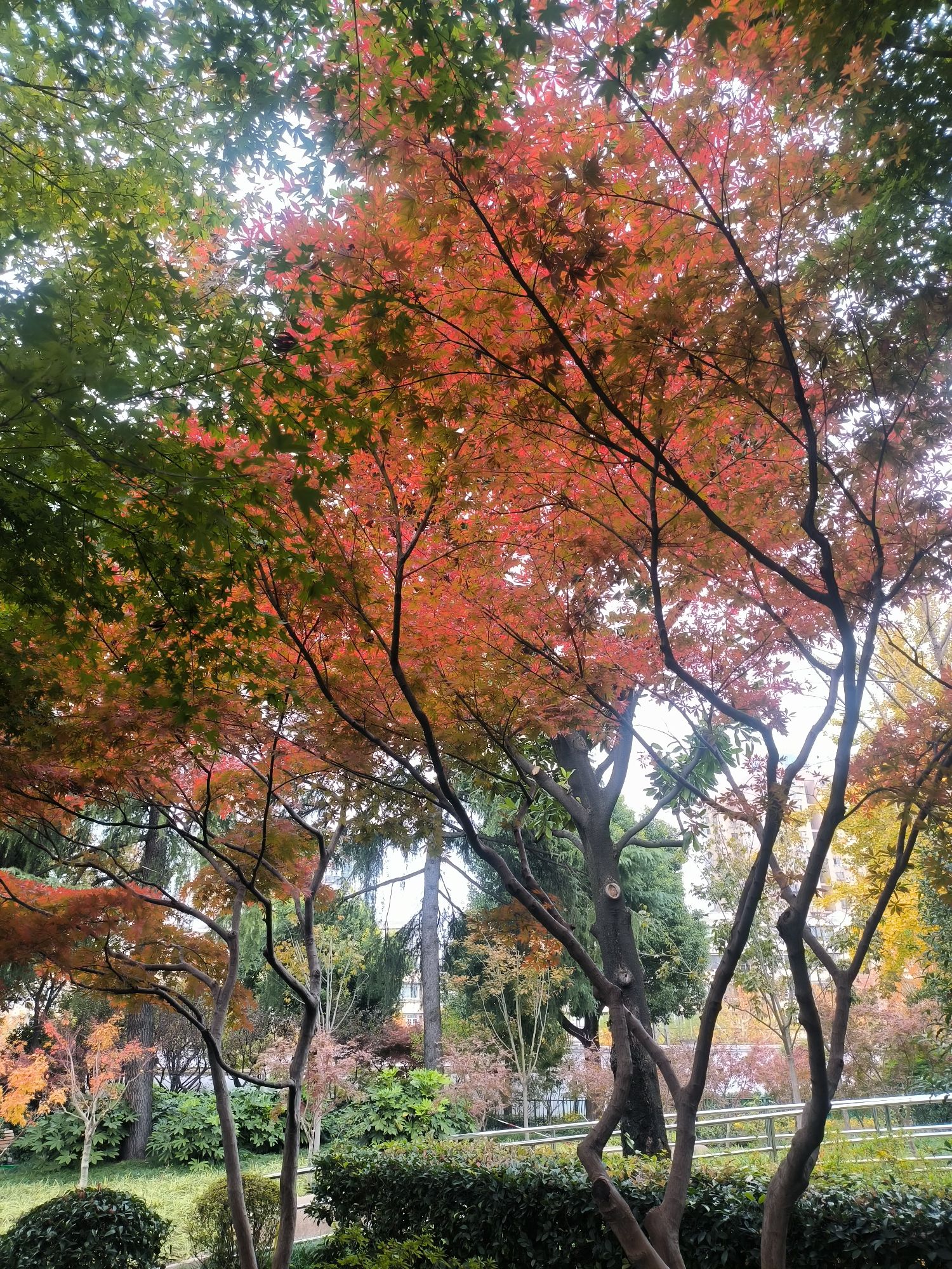 管弄公园旅行图片 2