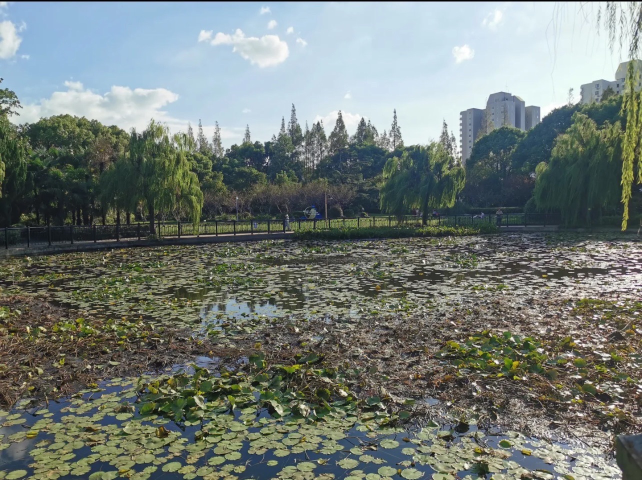 民星公园旅行图片 3