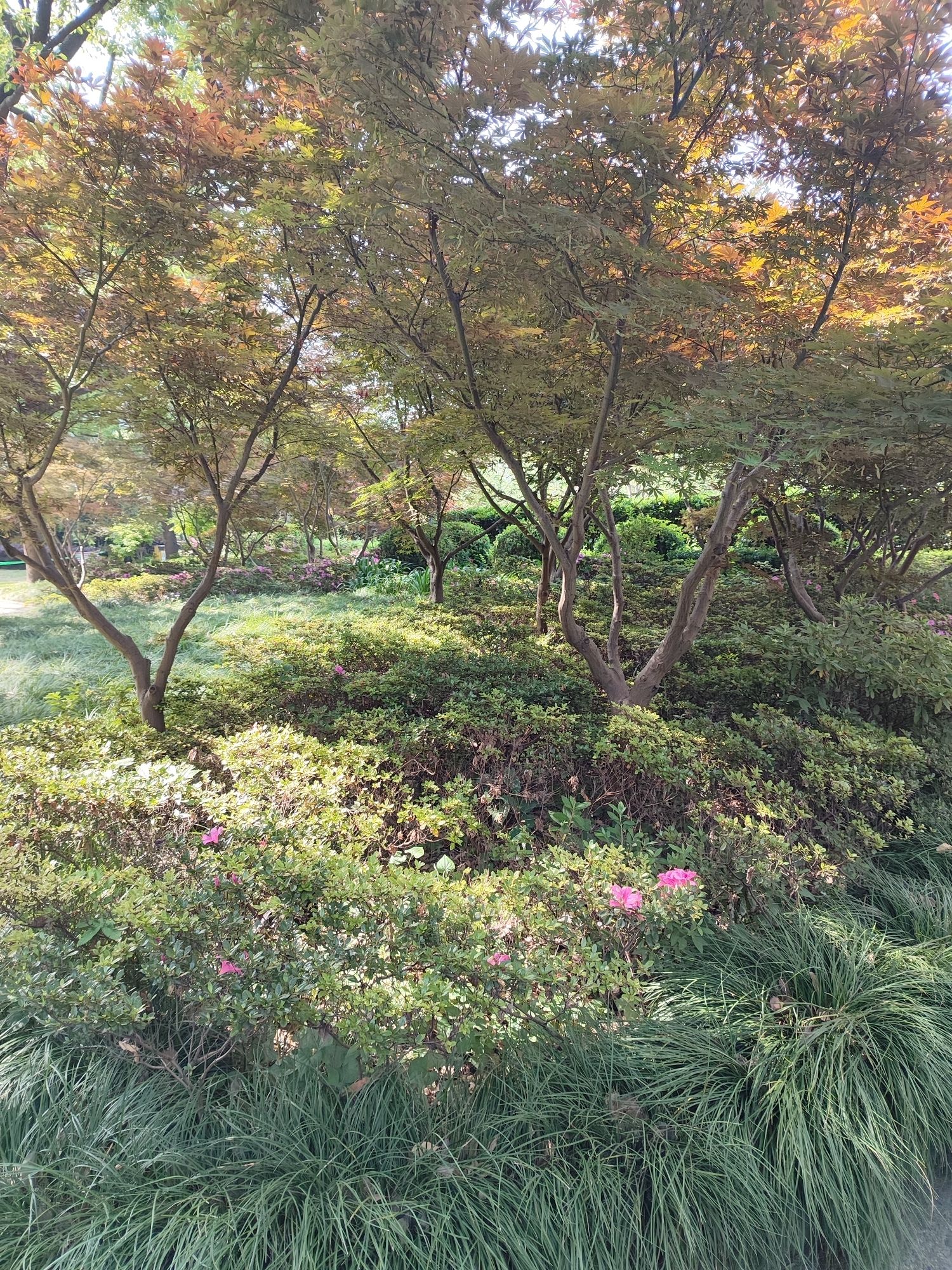 海棠公园旅行图片 2