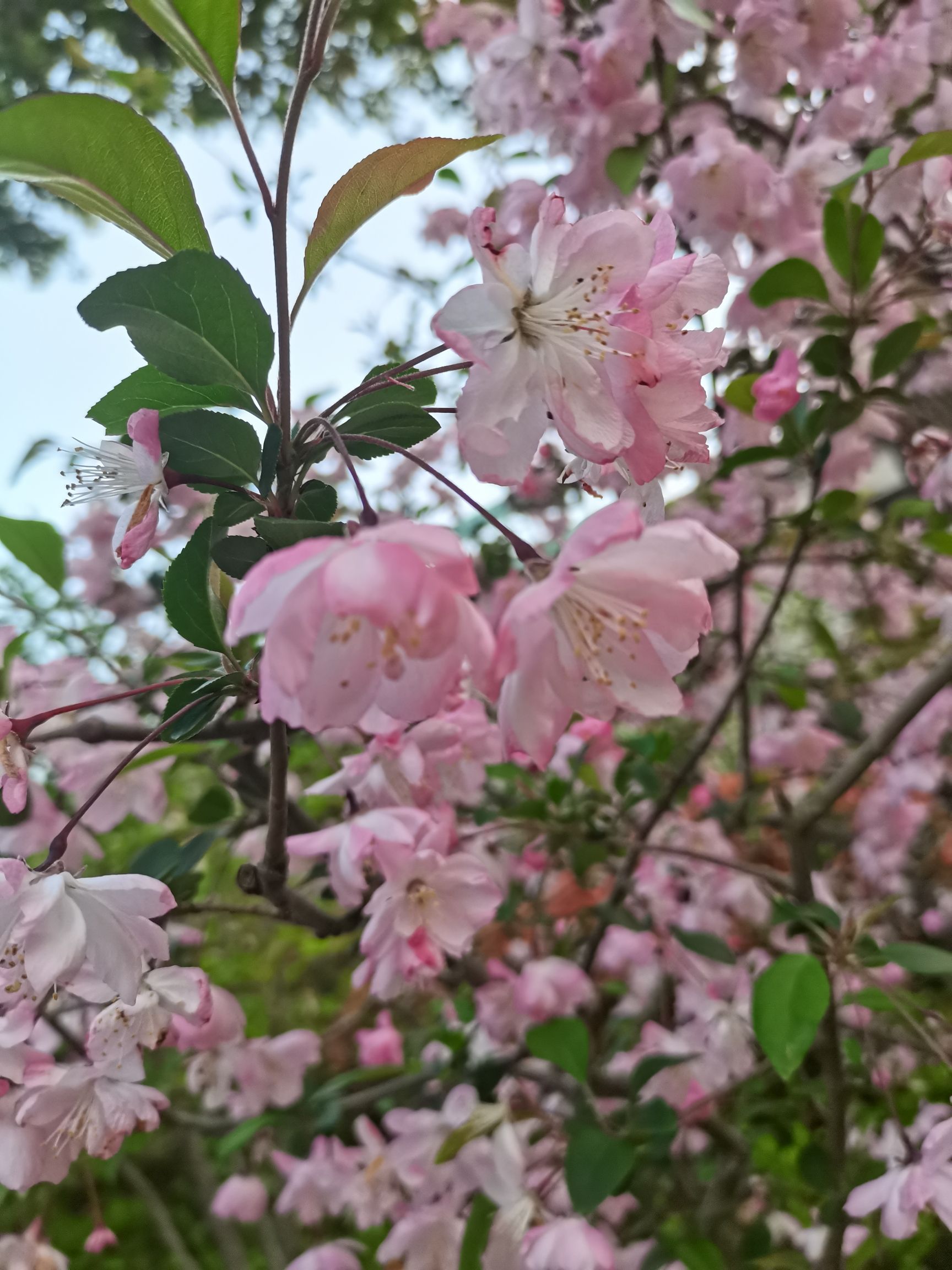 海棠公园旅行图片 2