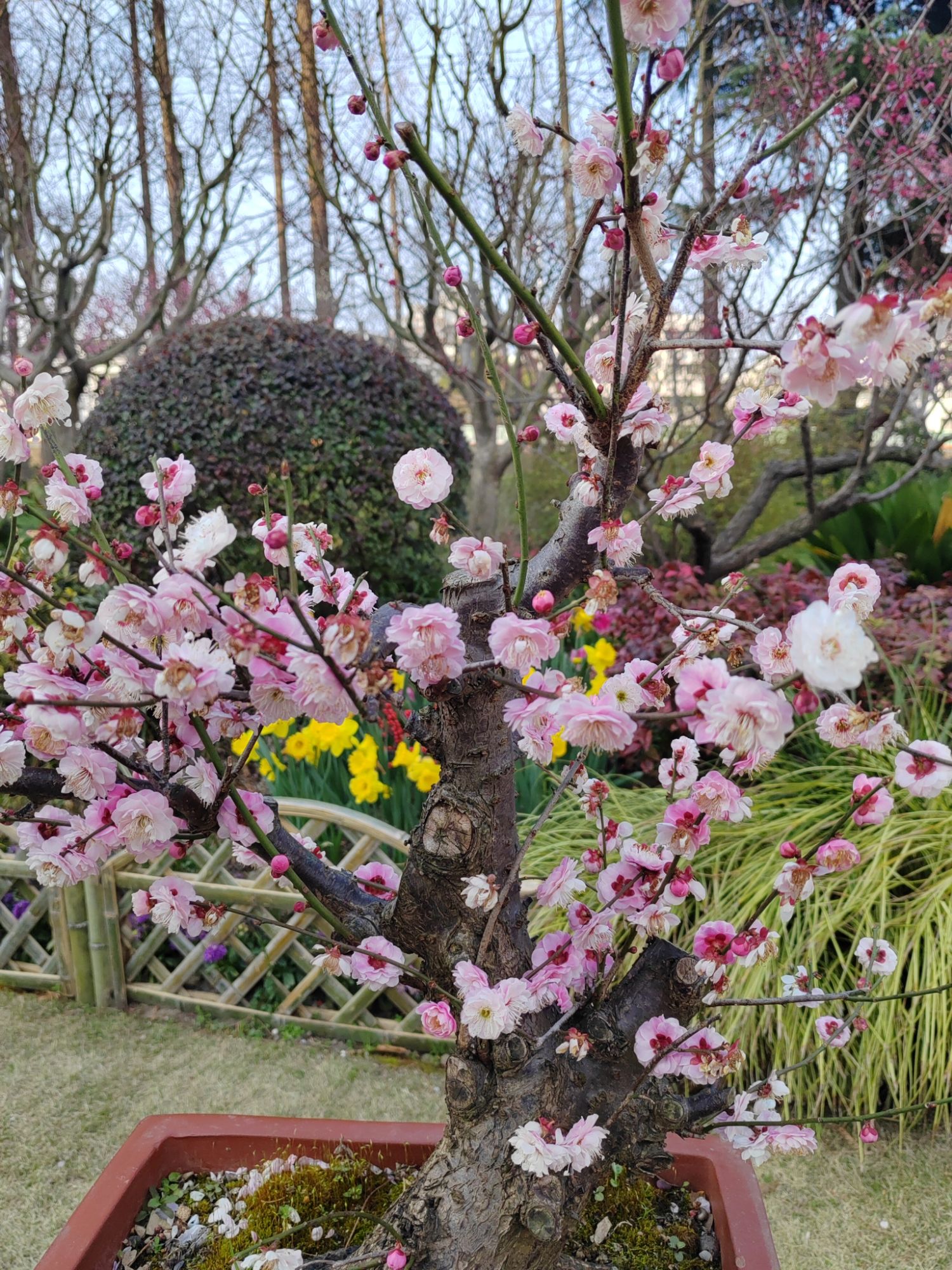 梅川公园旅行图片 2