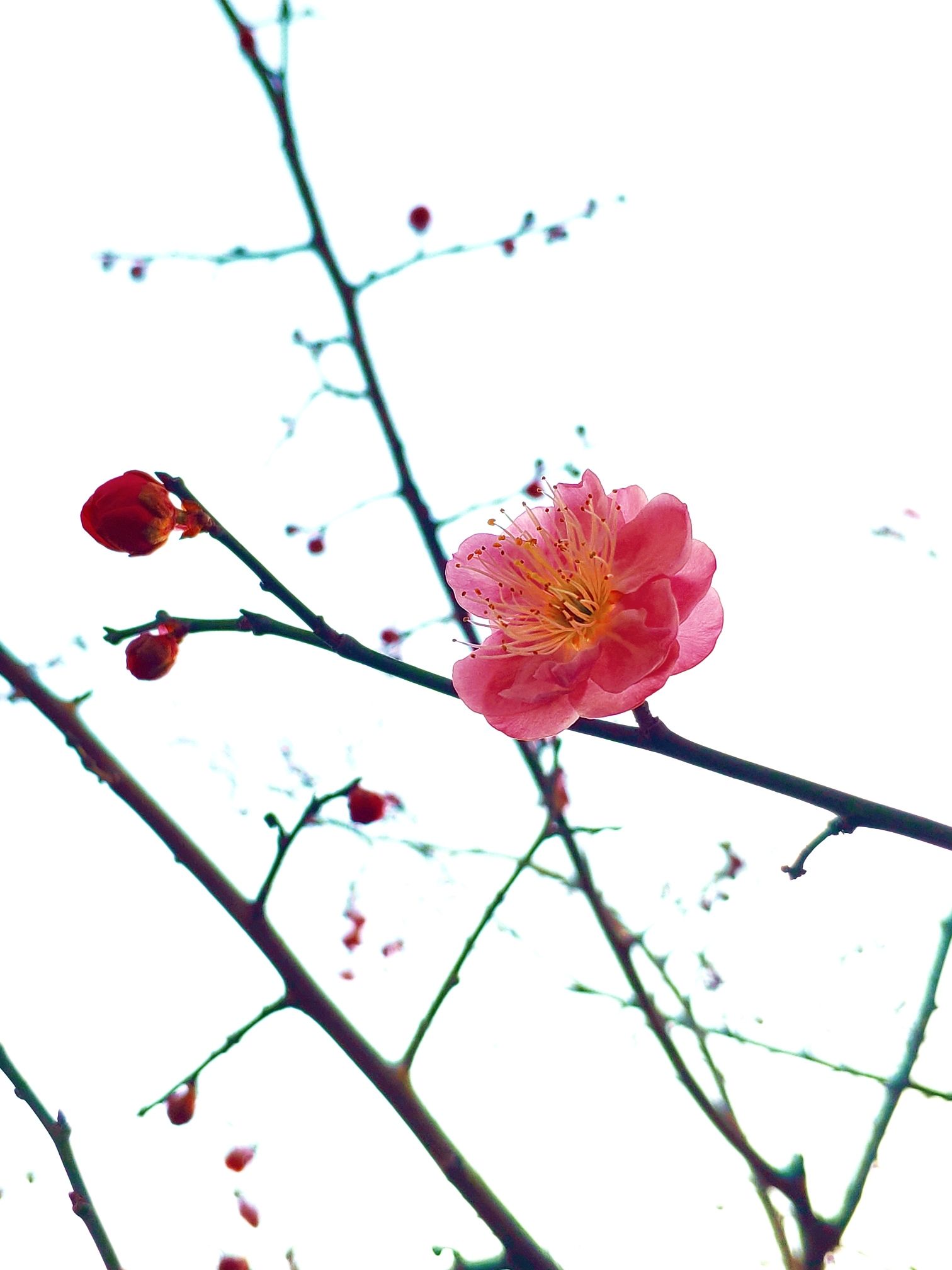 梅川公园旅行图片 1