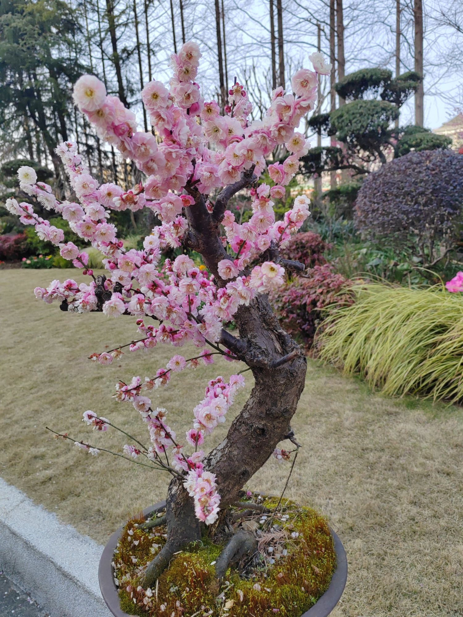 梅川公园旅行图片 3