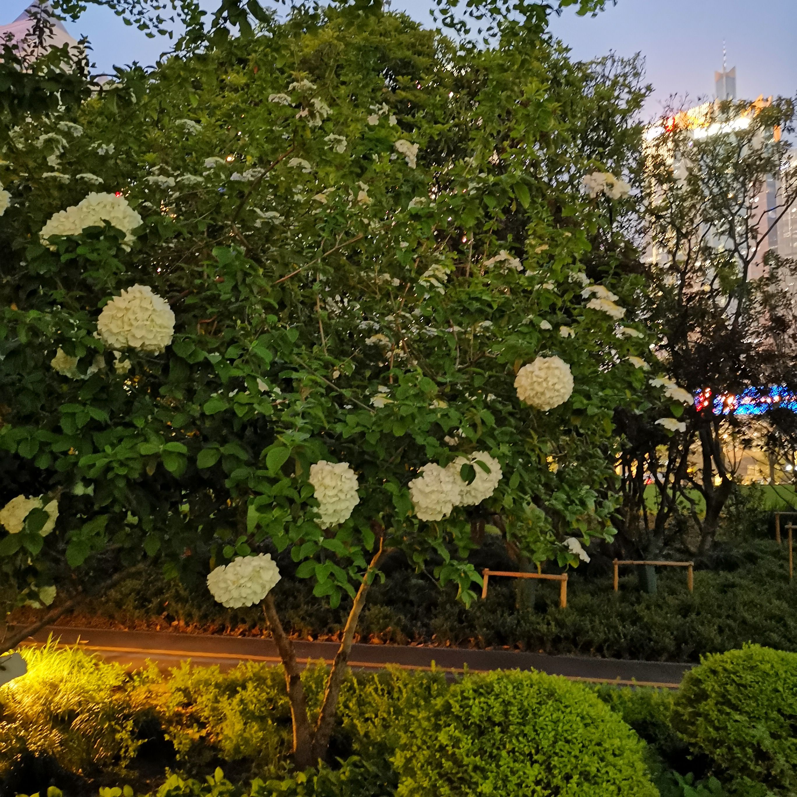 陆家嘴中心绿地旅行图片 2
