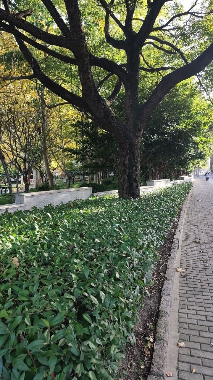 南浦广场公园旅行图片 3