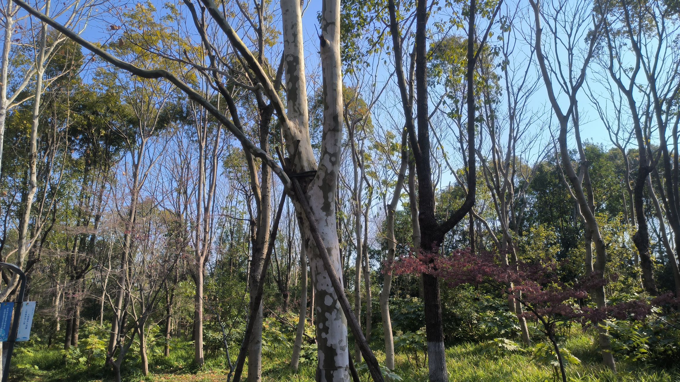上海吴淞炮台湾国家湿地公园旅行图片 2