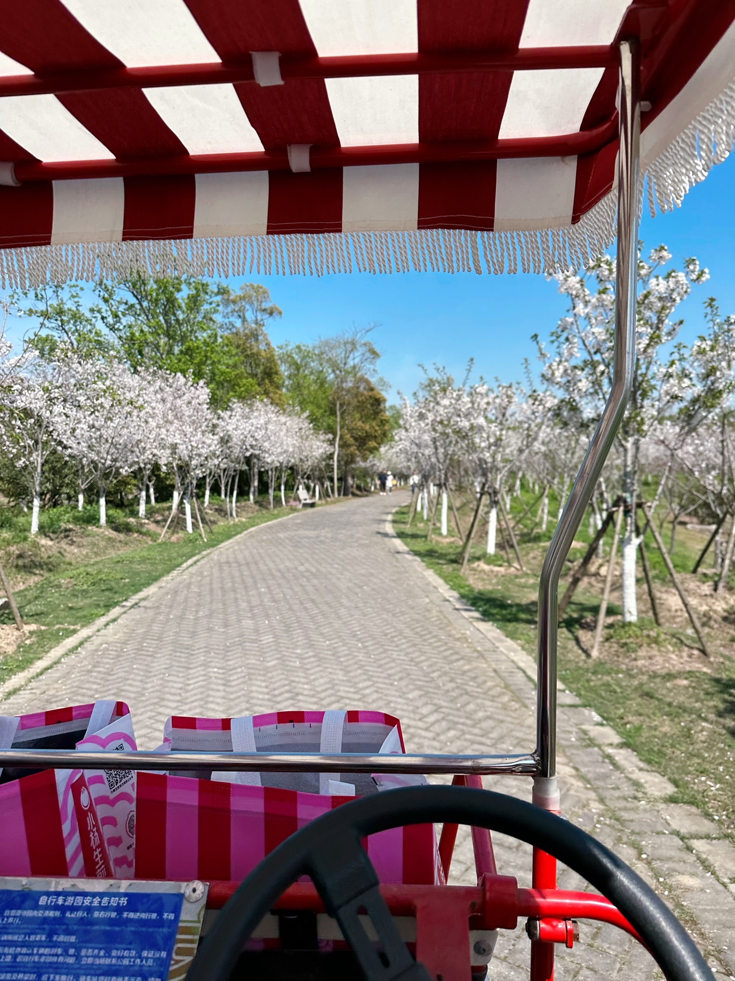 上海海湾国家森林公园旅行图片 3