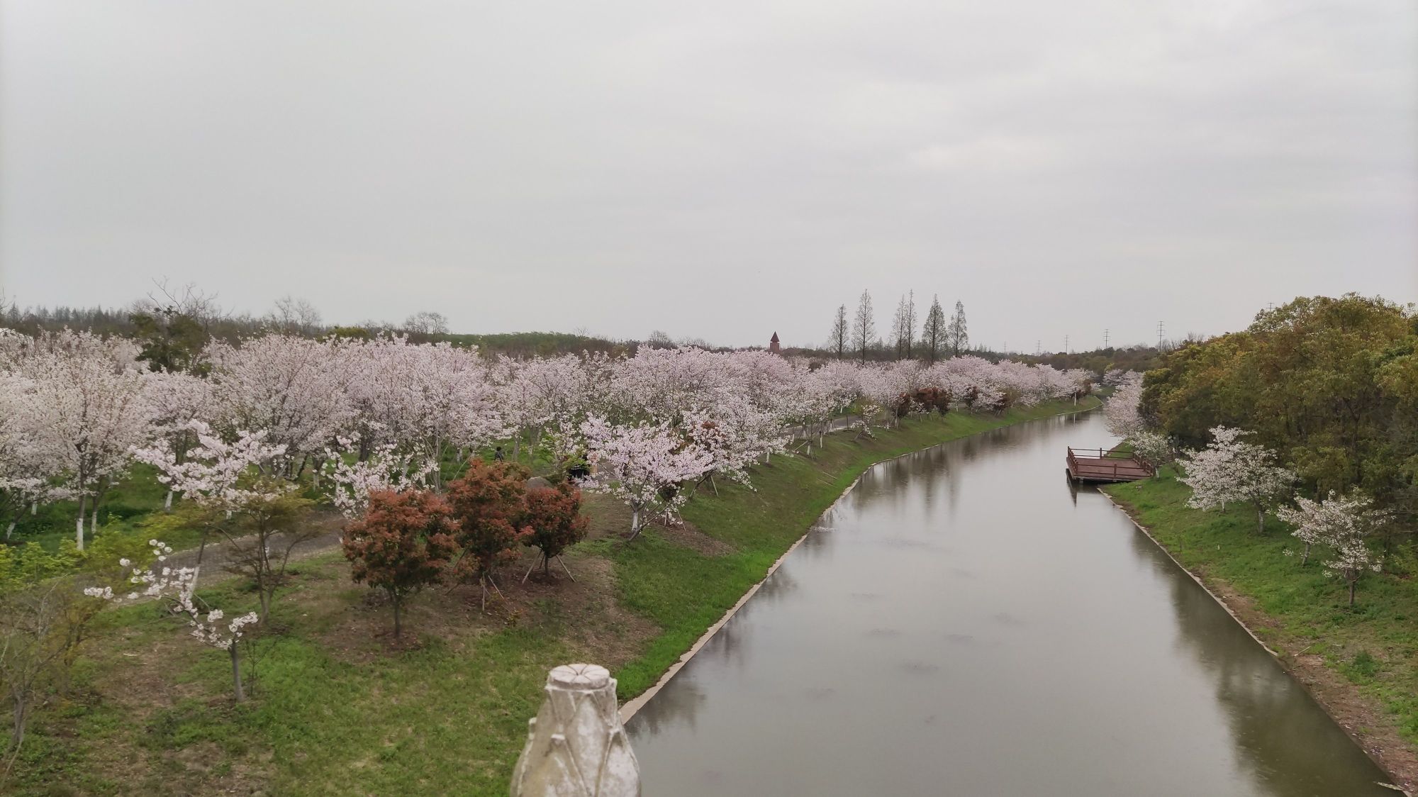 上海海湾国家森林公园旅行图片 2