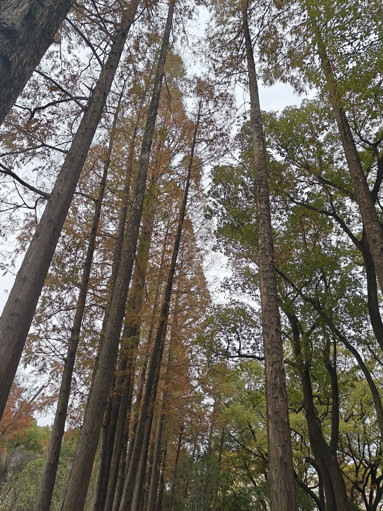 漕溪公园旅行图片 3
