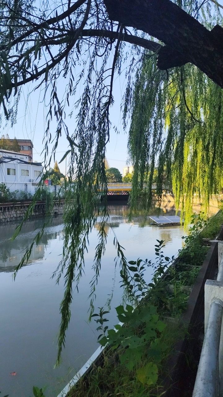 G60高速防护林口袋公园旅行图片 3