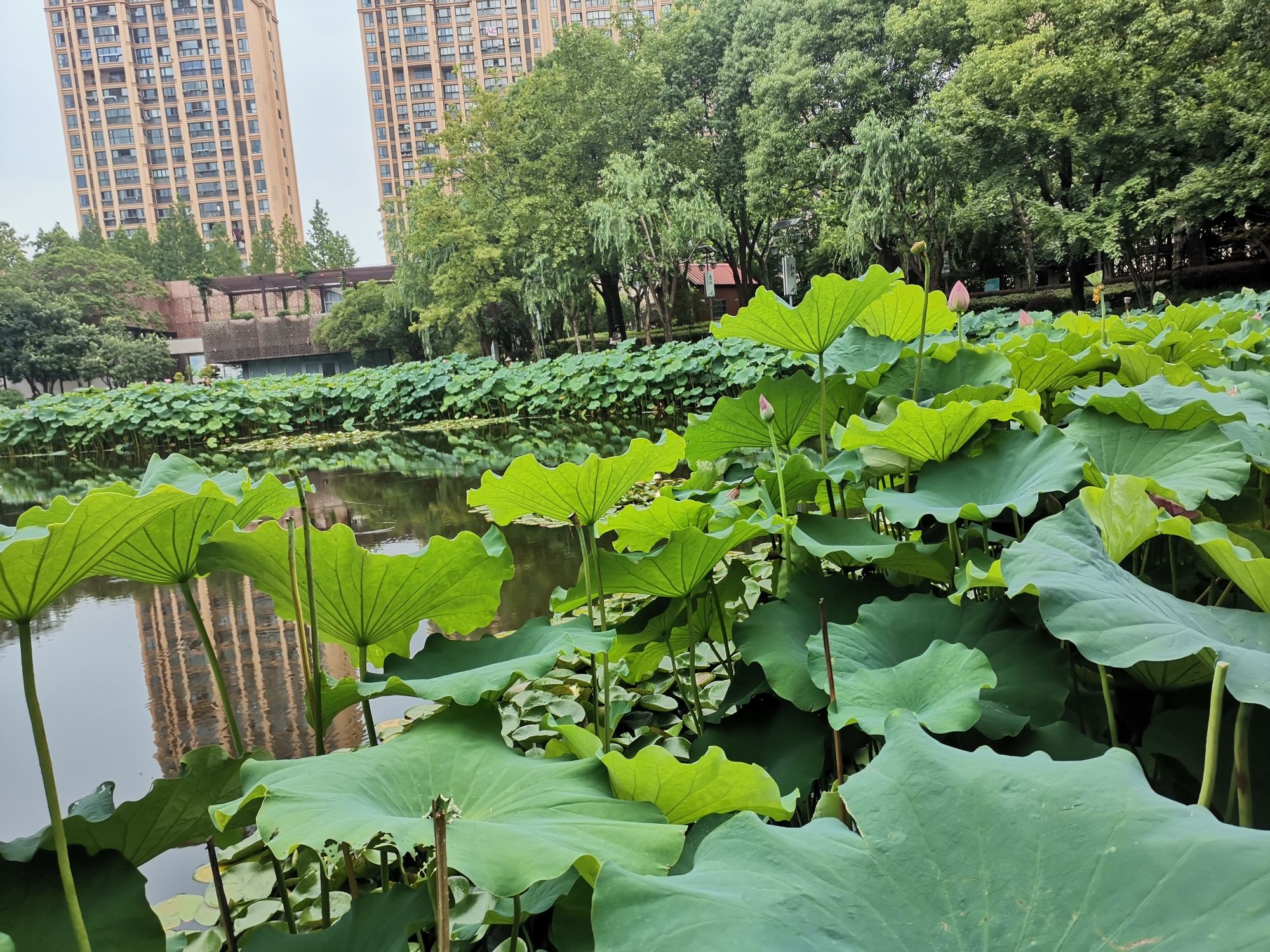 陈家山荷花公园旅行图片 2