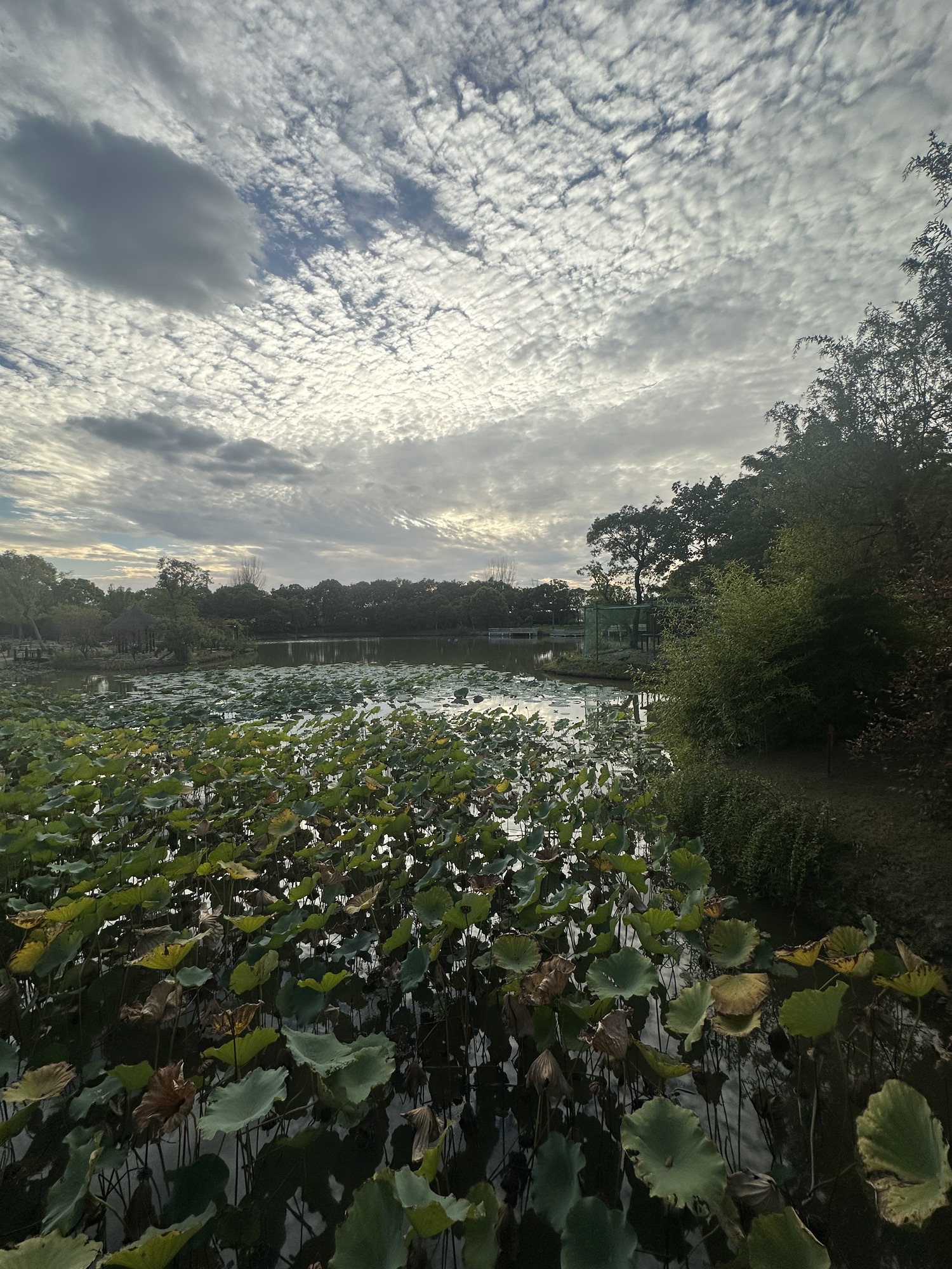 陈家山荷花公园旅行图片 2