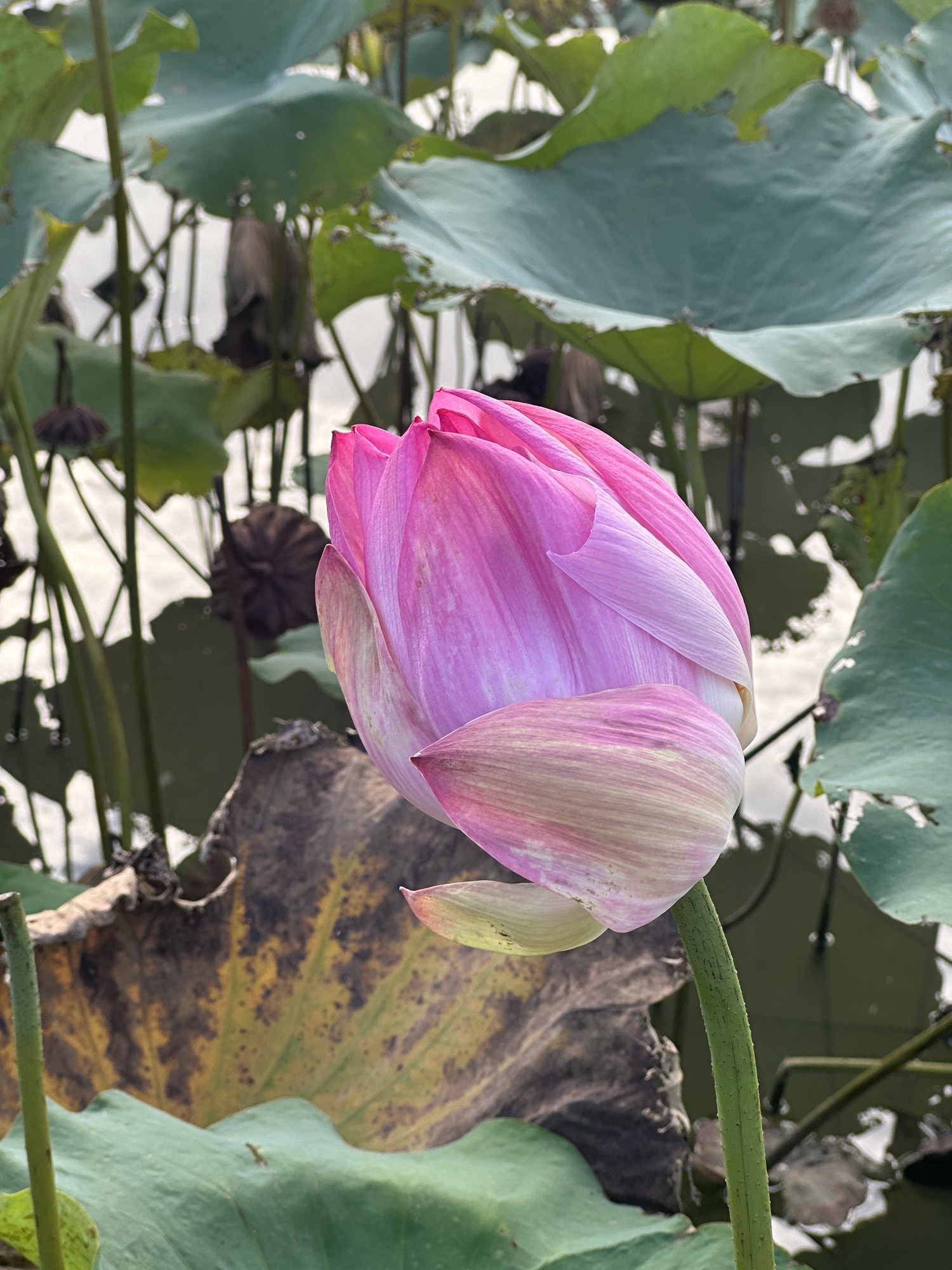 陈家山荷花公园旅行图片 1