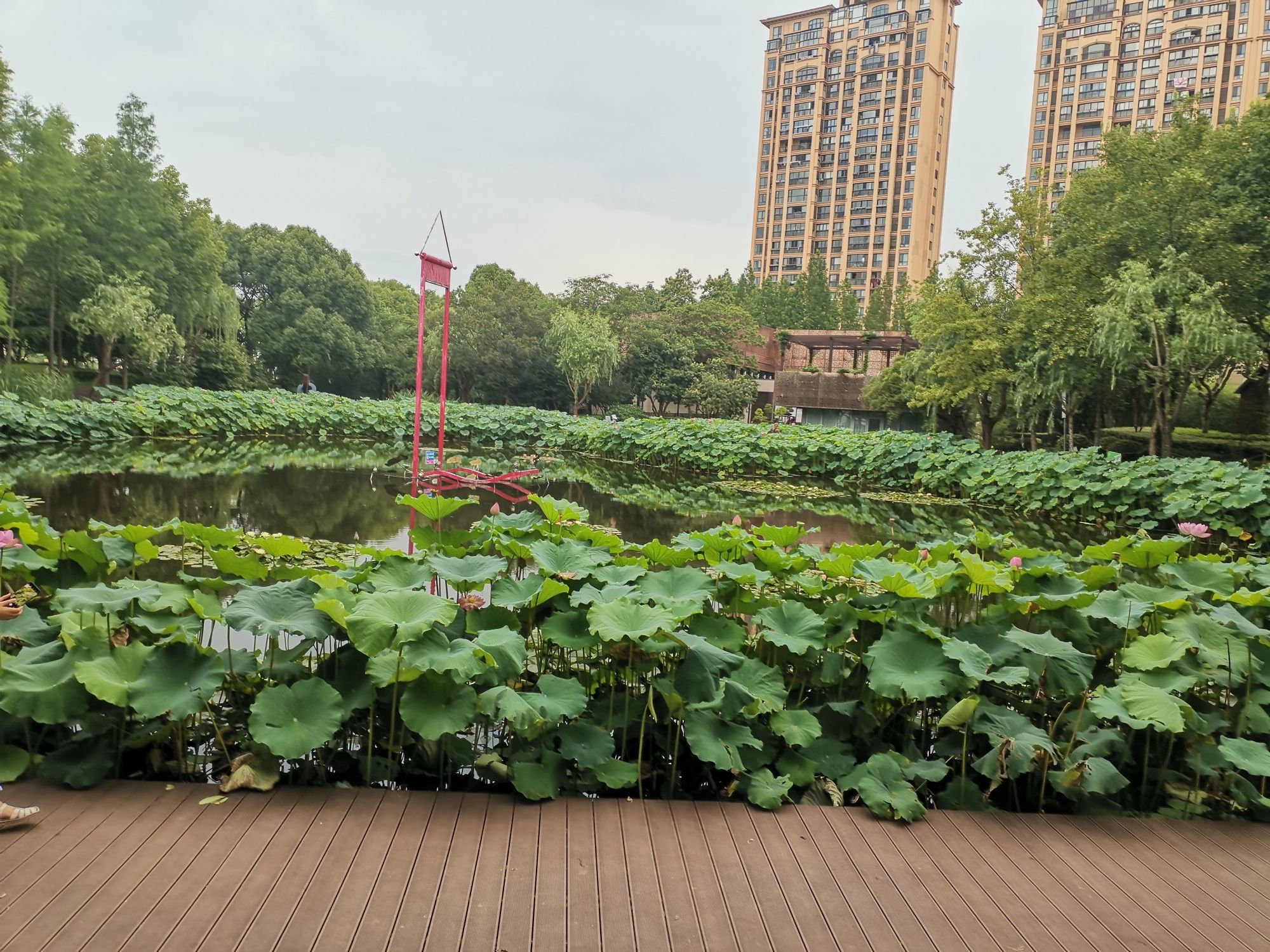 陈家山荷花公园旅行图片 3