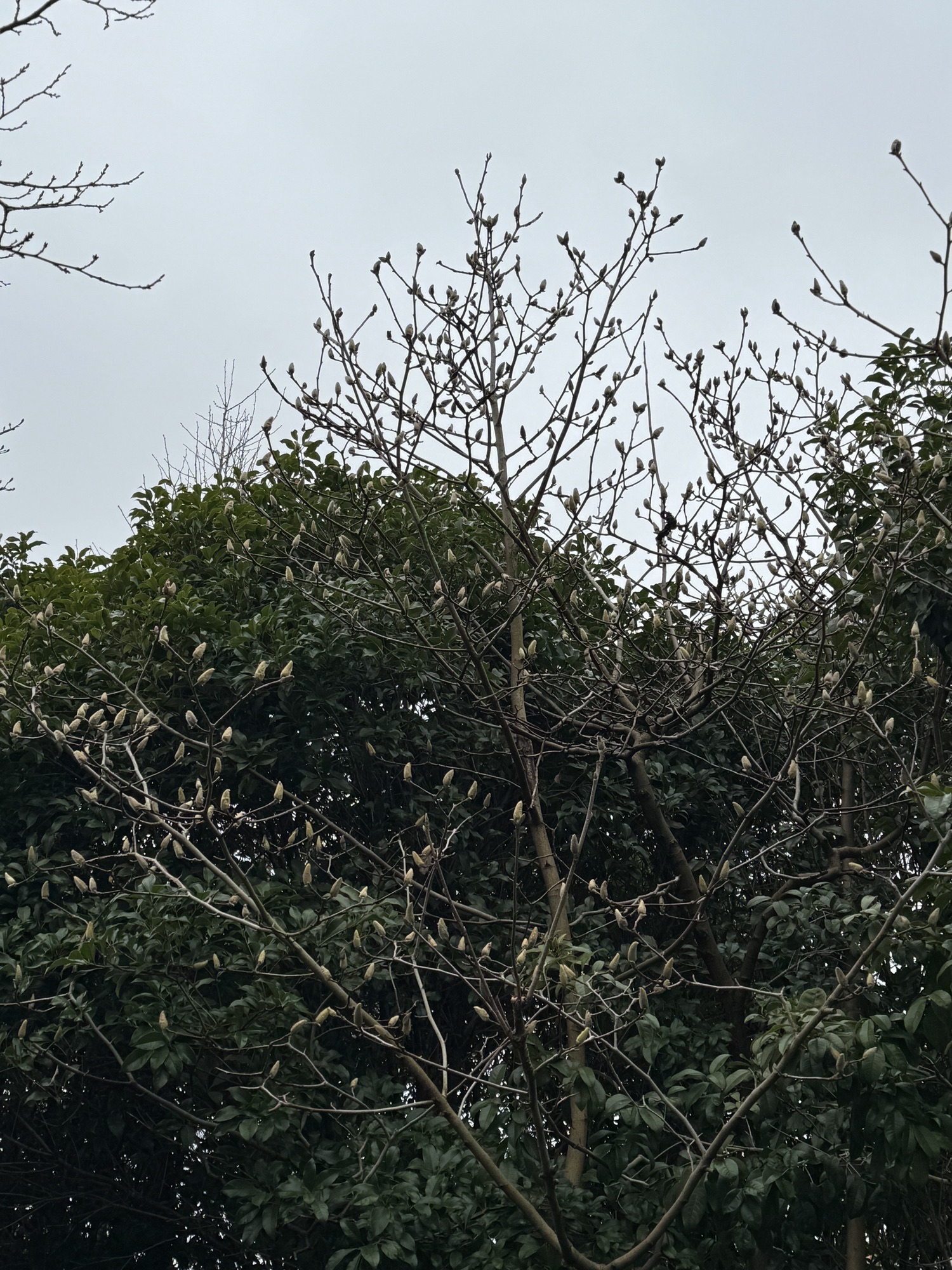 碧云体育公园旅行图片 3
