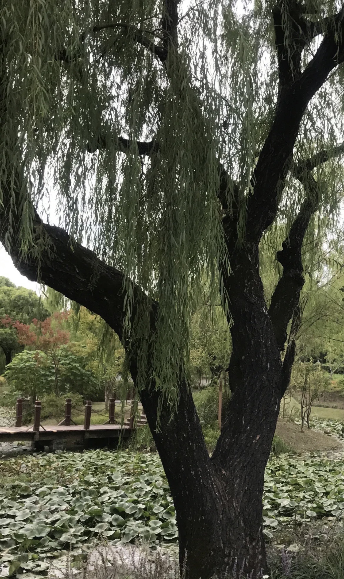 陈行公园旅行图片 3