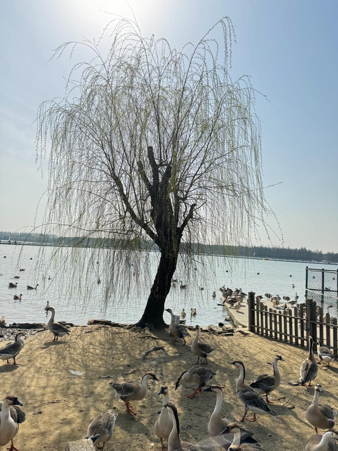西沙明珠湖景区旅行图片 3
