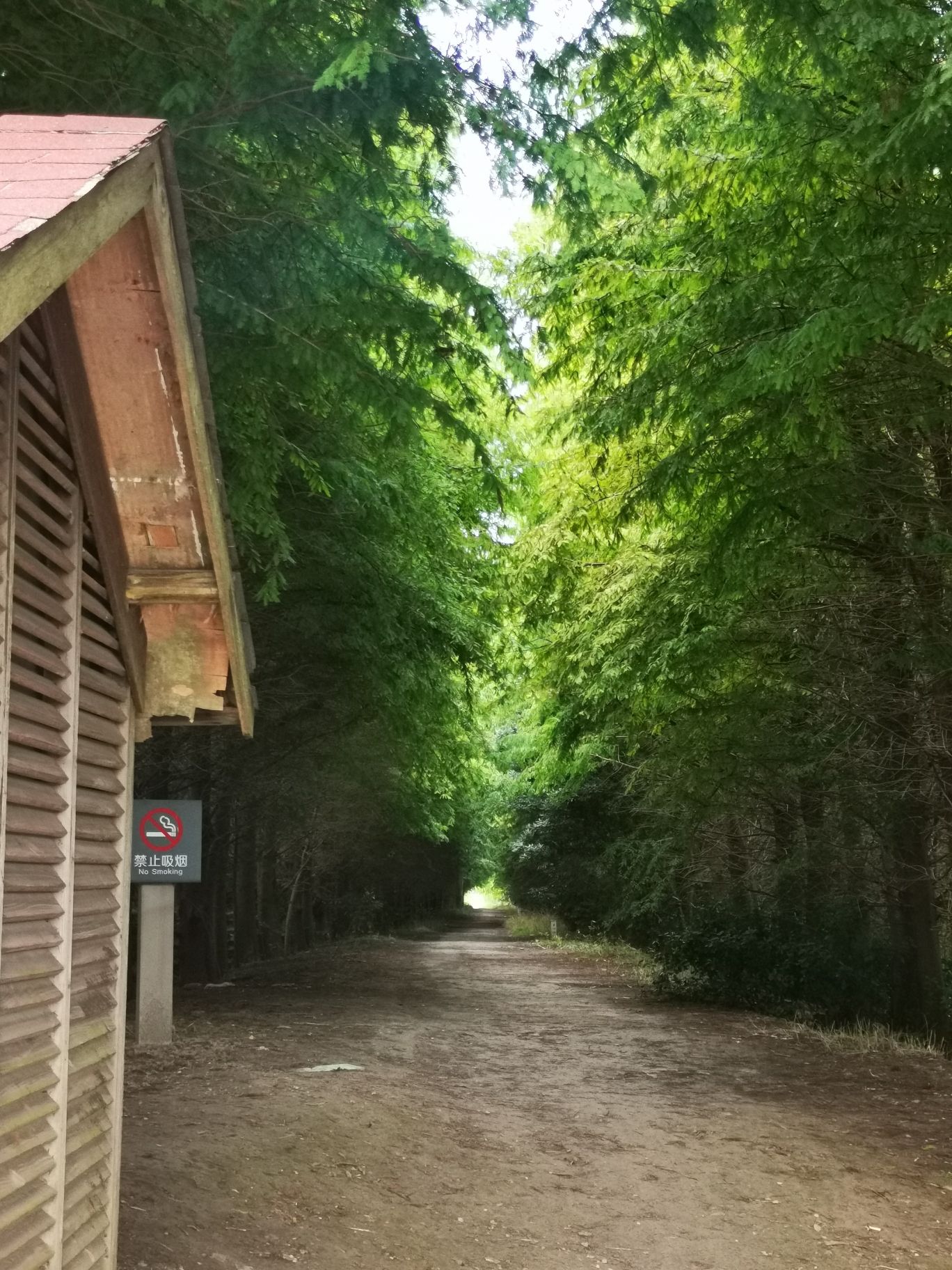 上海东滩湿地公园旅行图片 3