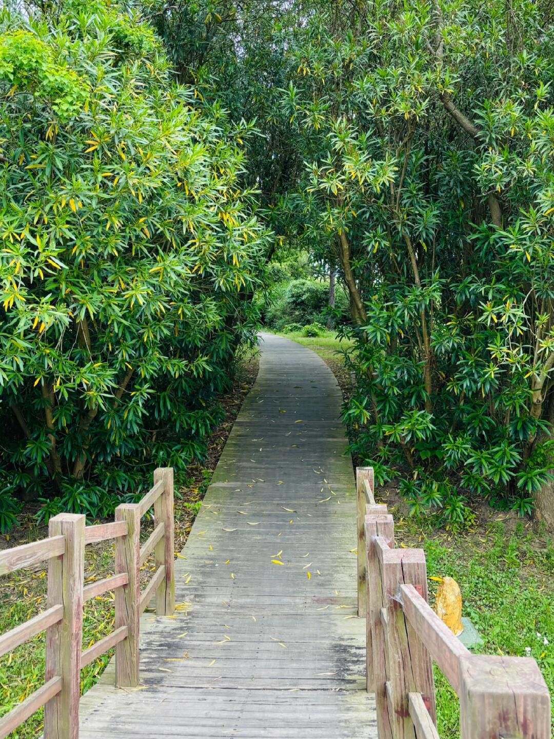 上海东滩湿地公园旅行图片 2
