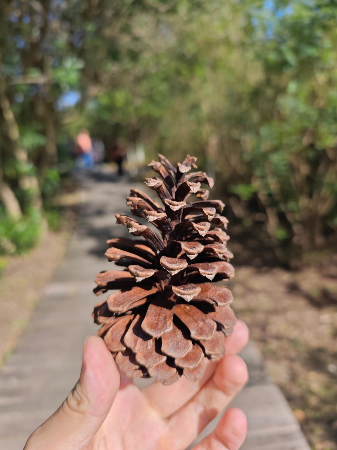 上海东滩湿地公园旅行图片 2