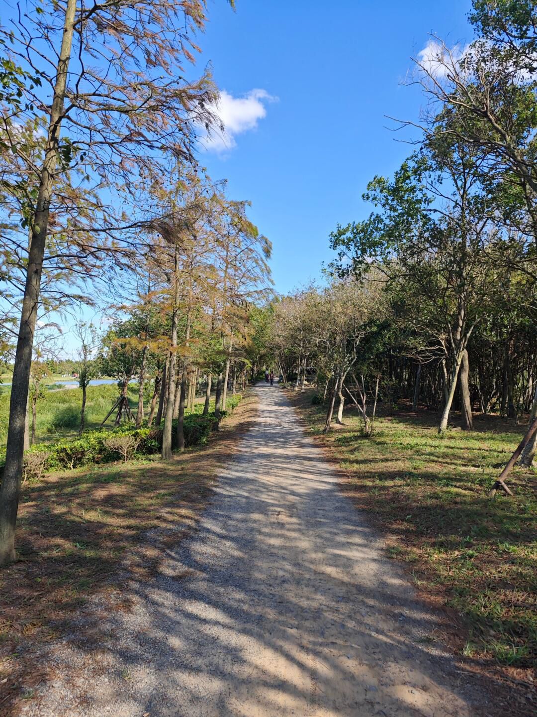 上海东滩湿地公园旅行图片 3