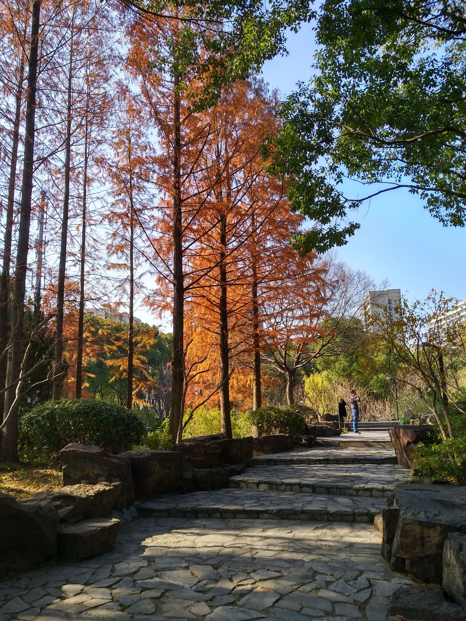 庙行公园旅行图片 2