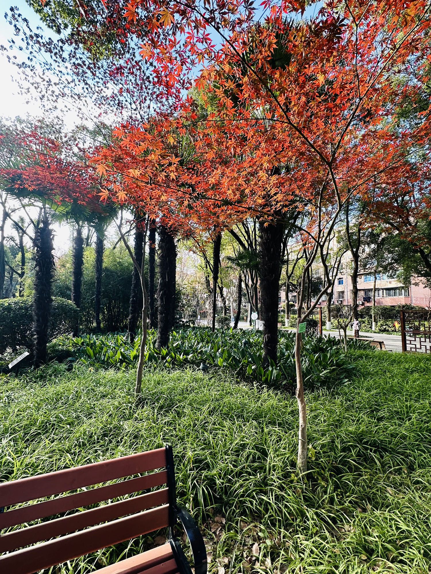 红园旅行图片 2