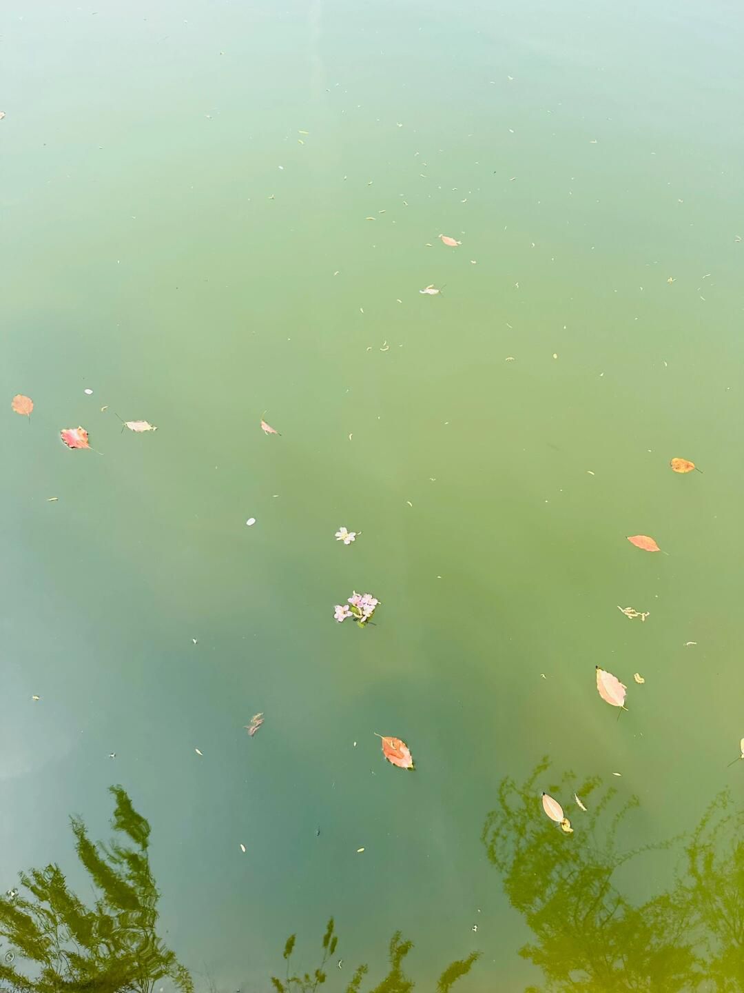 月浦公园旅行图片 2