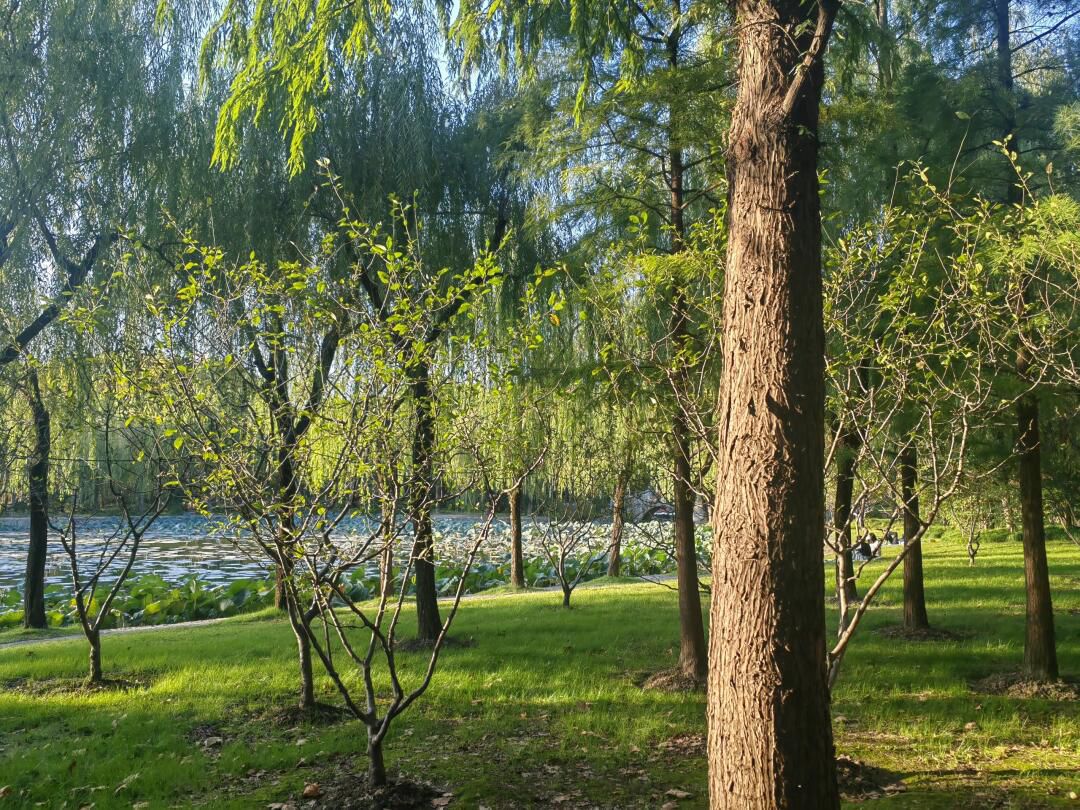 月浦公园旅行图片 1