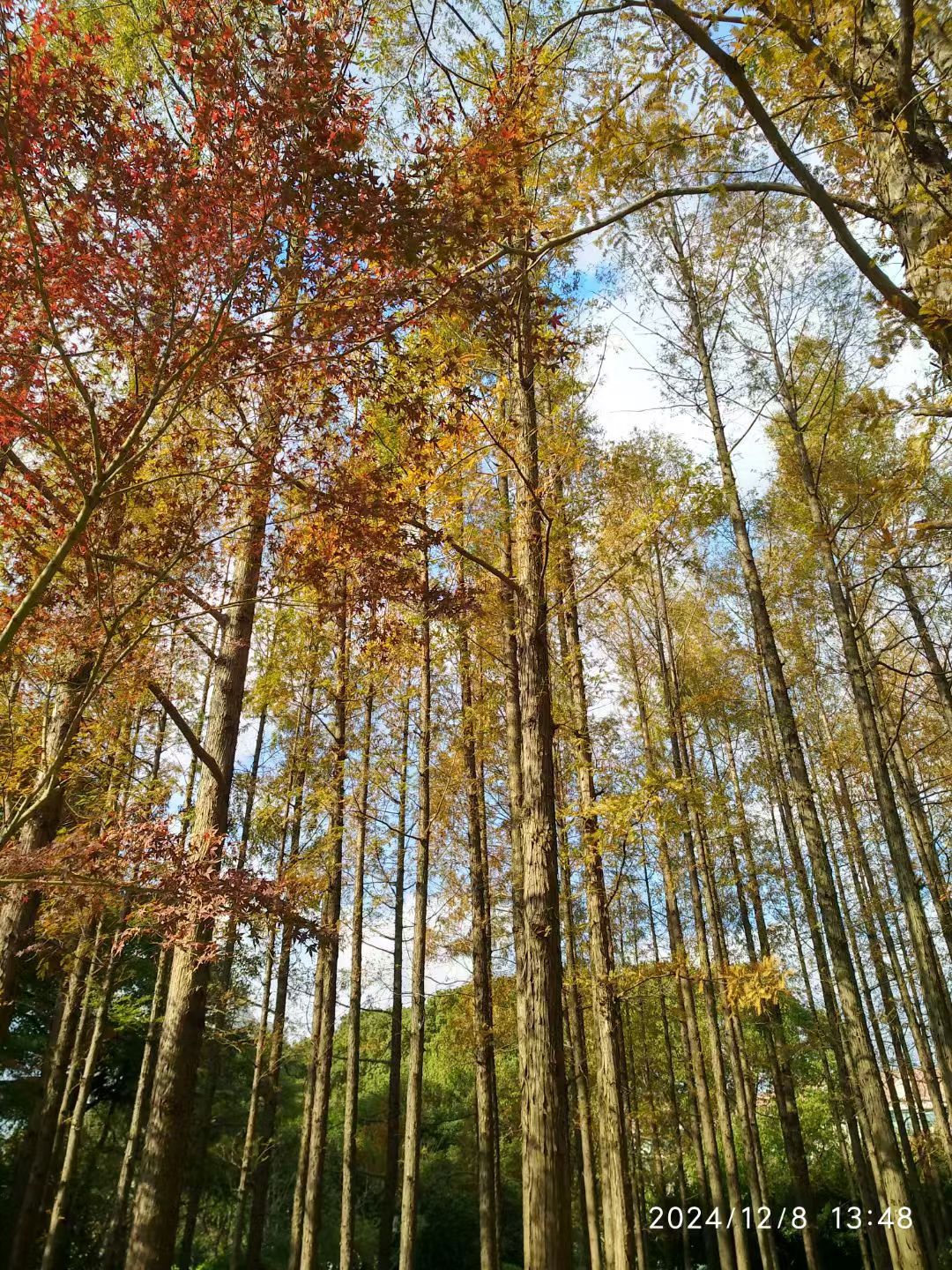 月浦公园旅行图片 3