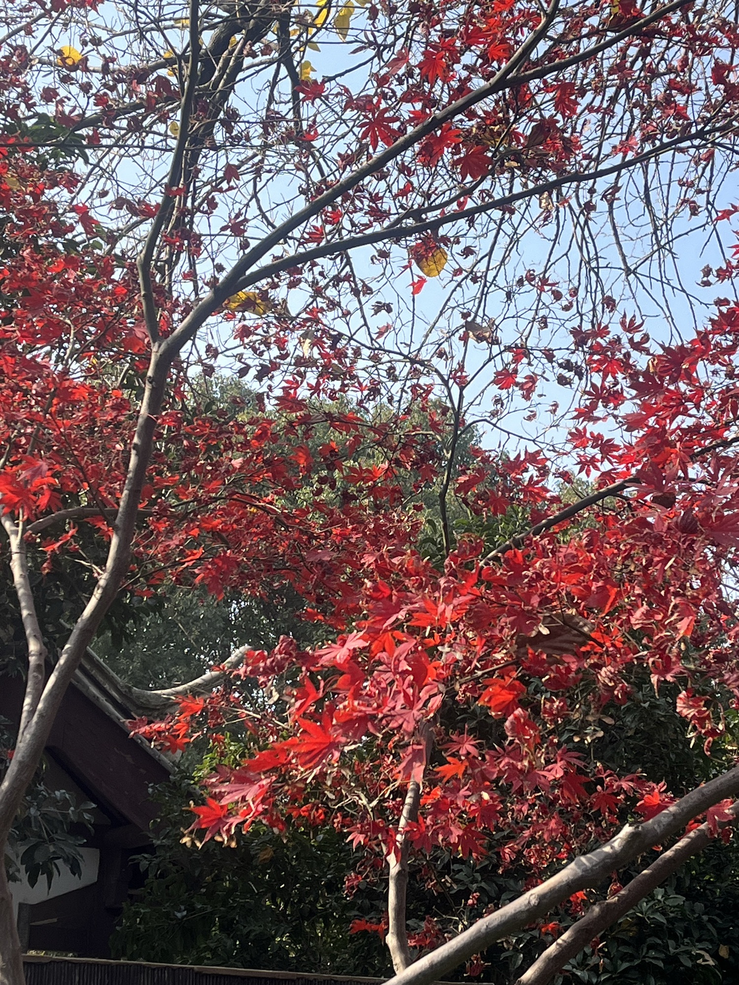 梅园公园旅行图片 1
