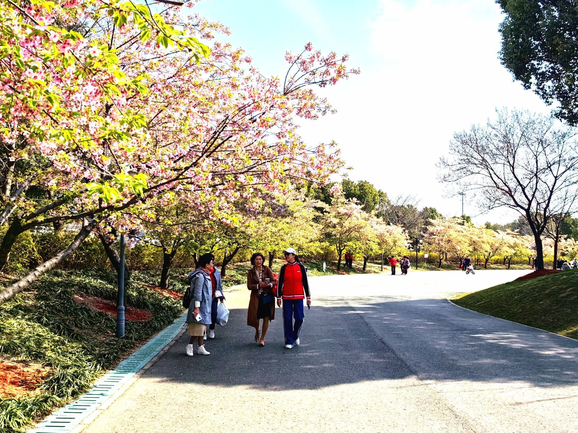 上海顾村公园旅行图片 3