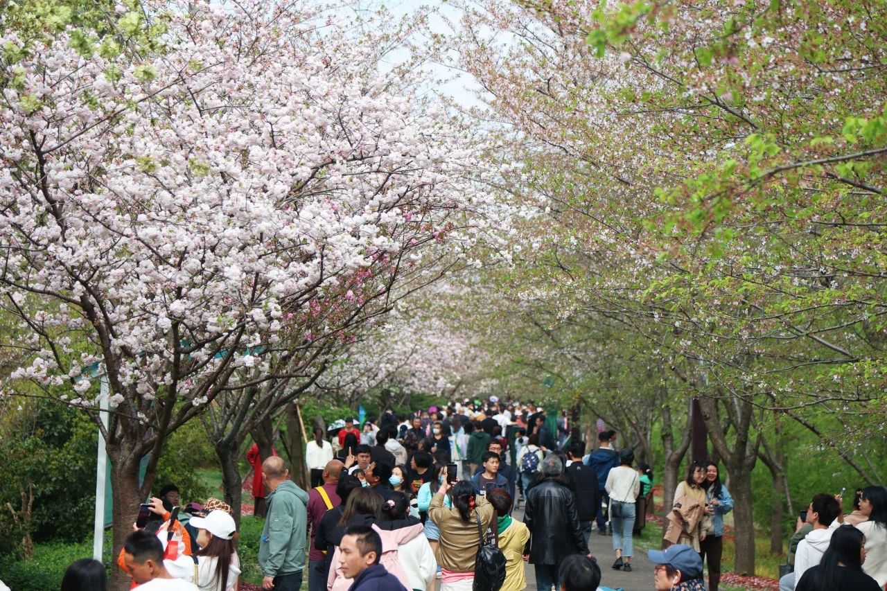 上海顾村公园旅行图片 3