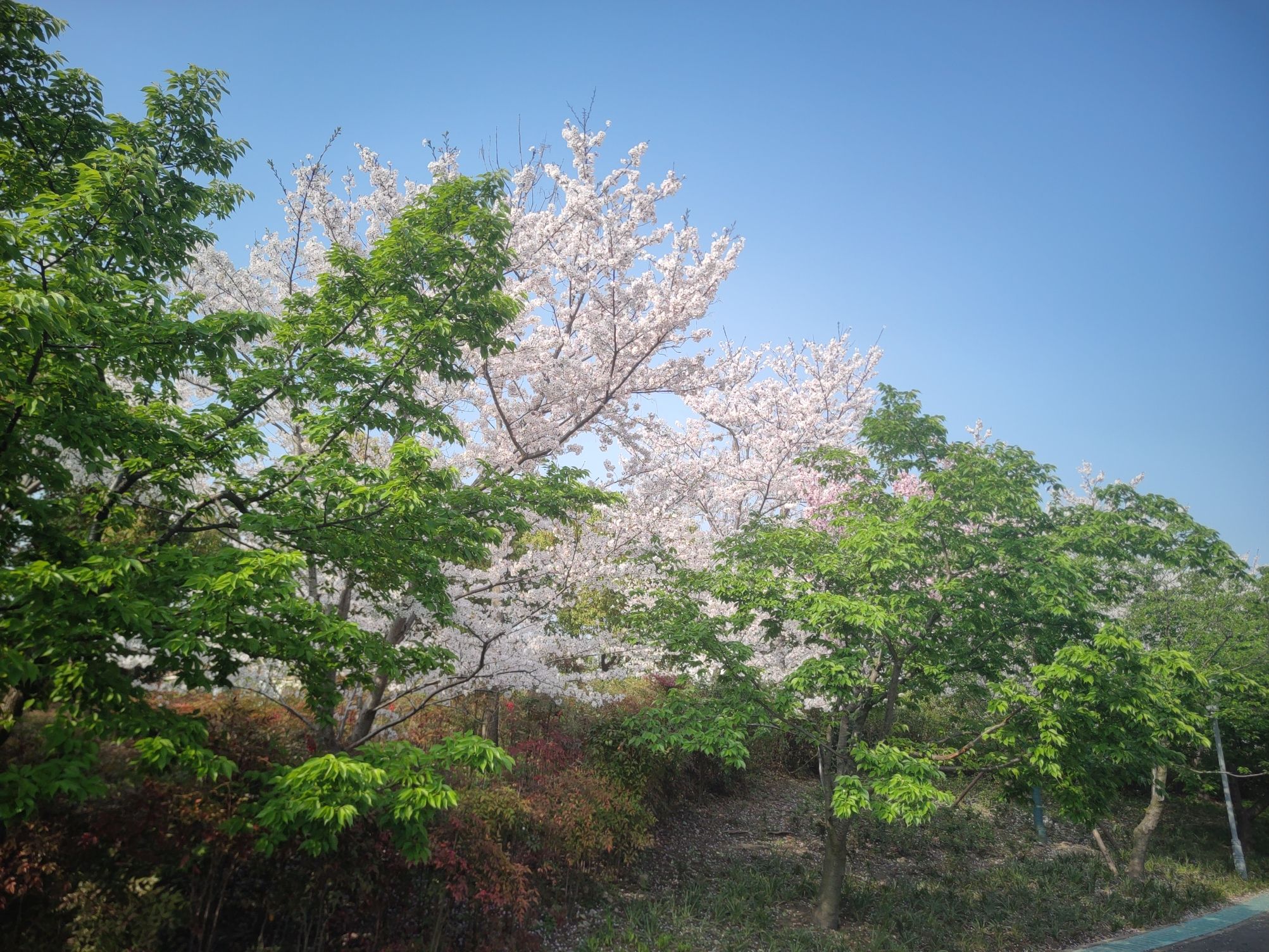 上海顾村公园旅行图片 3