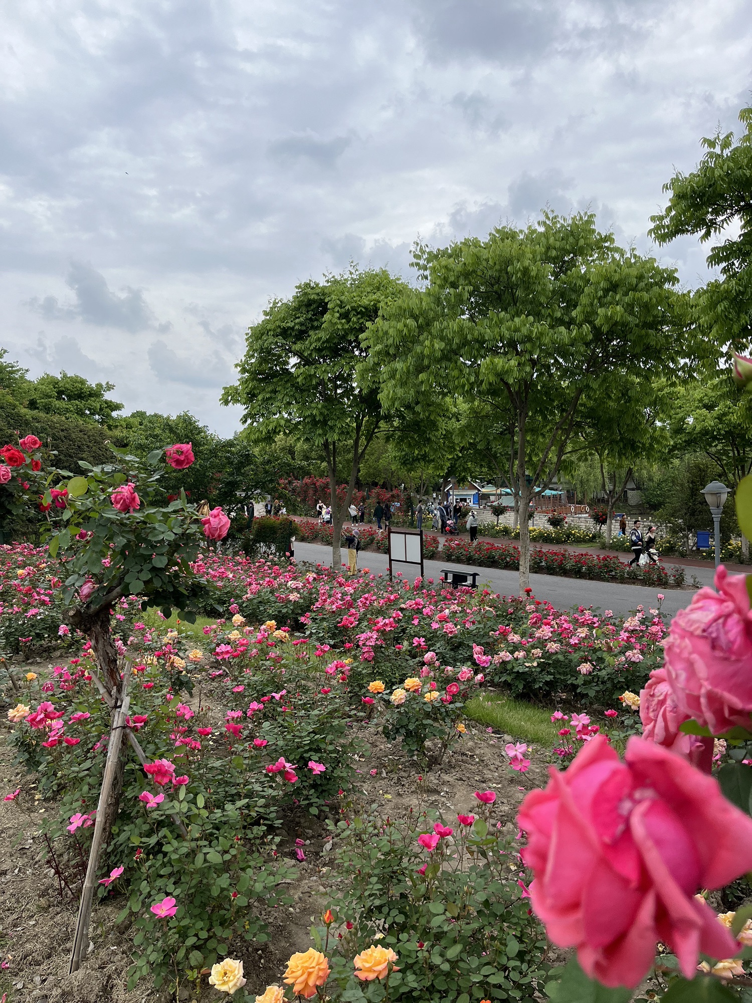 上海顾村公园旅行图片 1