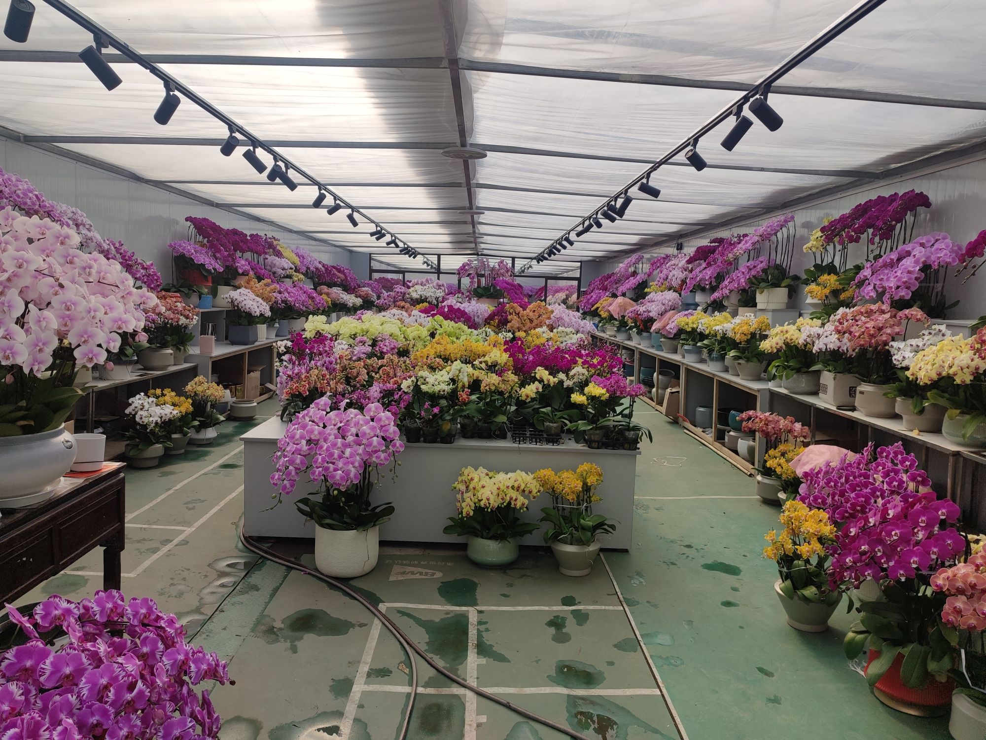 虹桥花谷(华新花卉苗木基地)