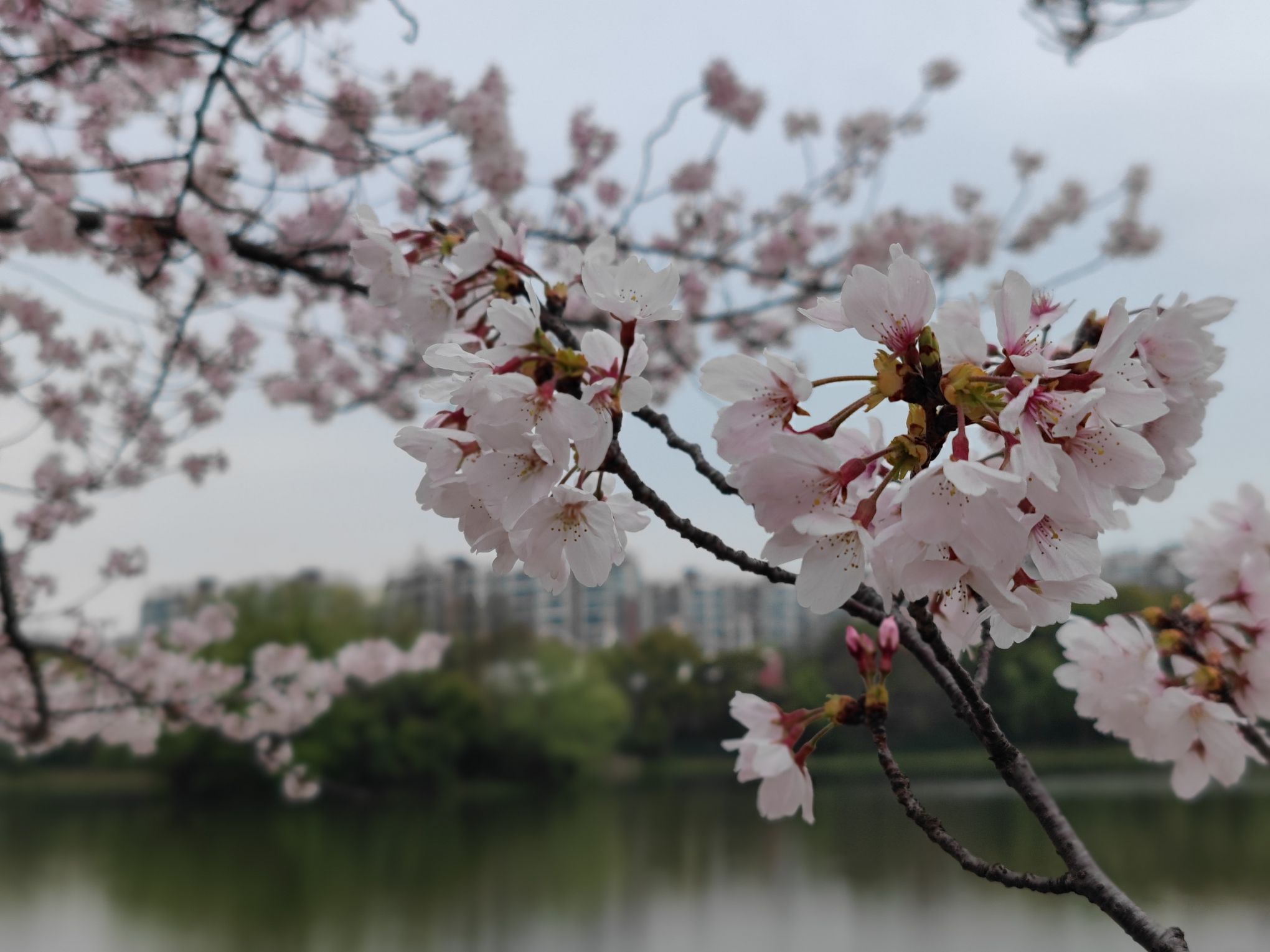 新江湾城公园旅行图片 3