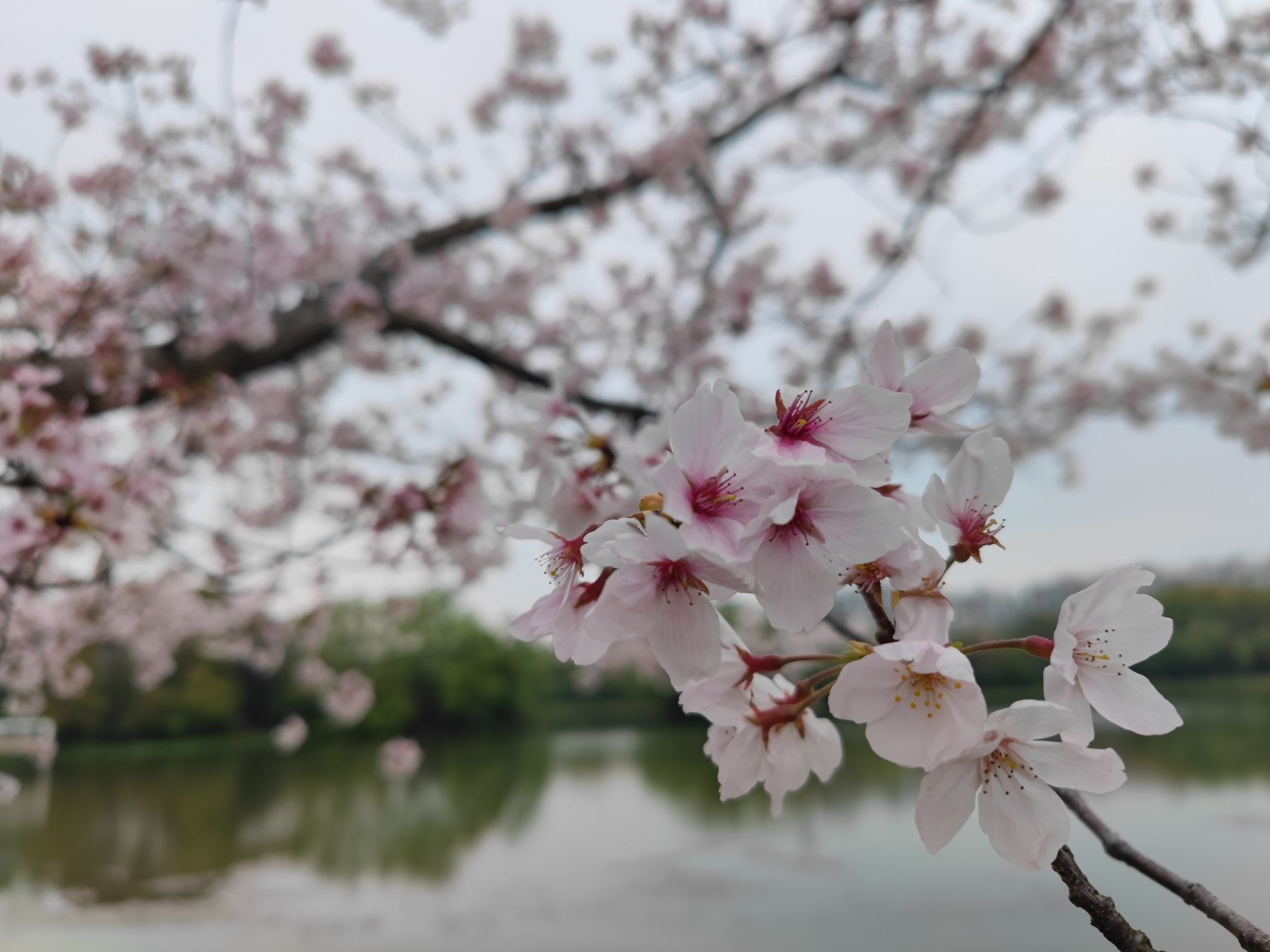 新江湾城公园旅行图片 1
