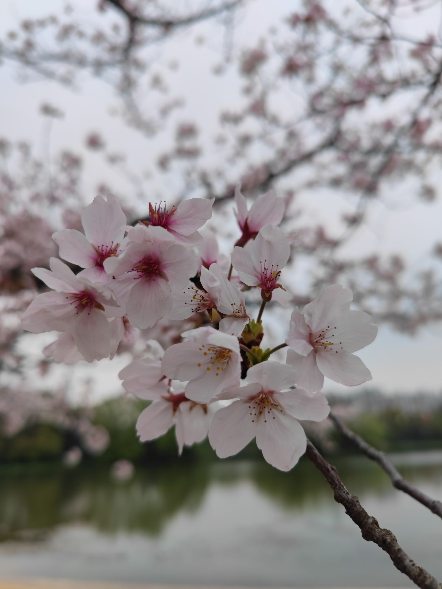 新江湾城公园旅行图片 2