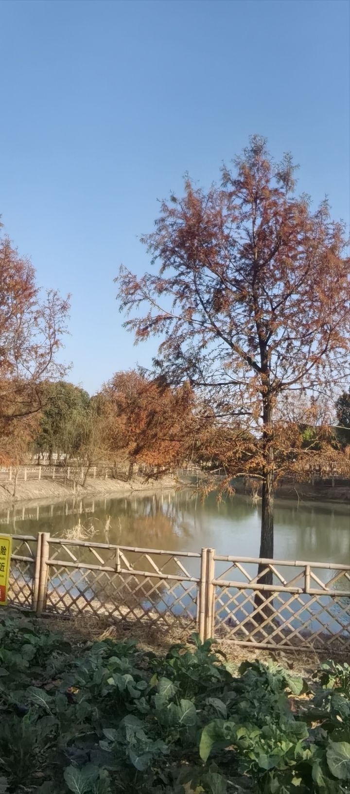 外冈蜡梅园旅行图片 3