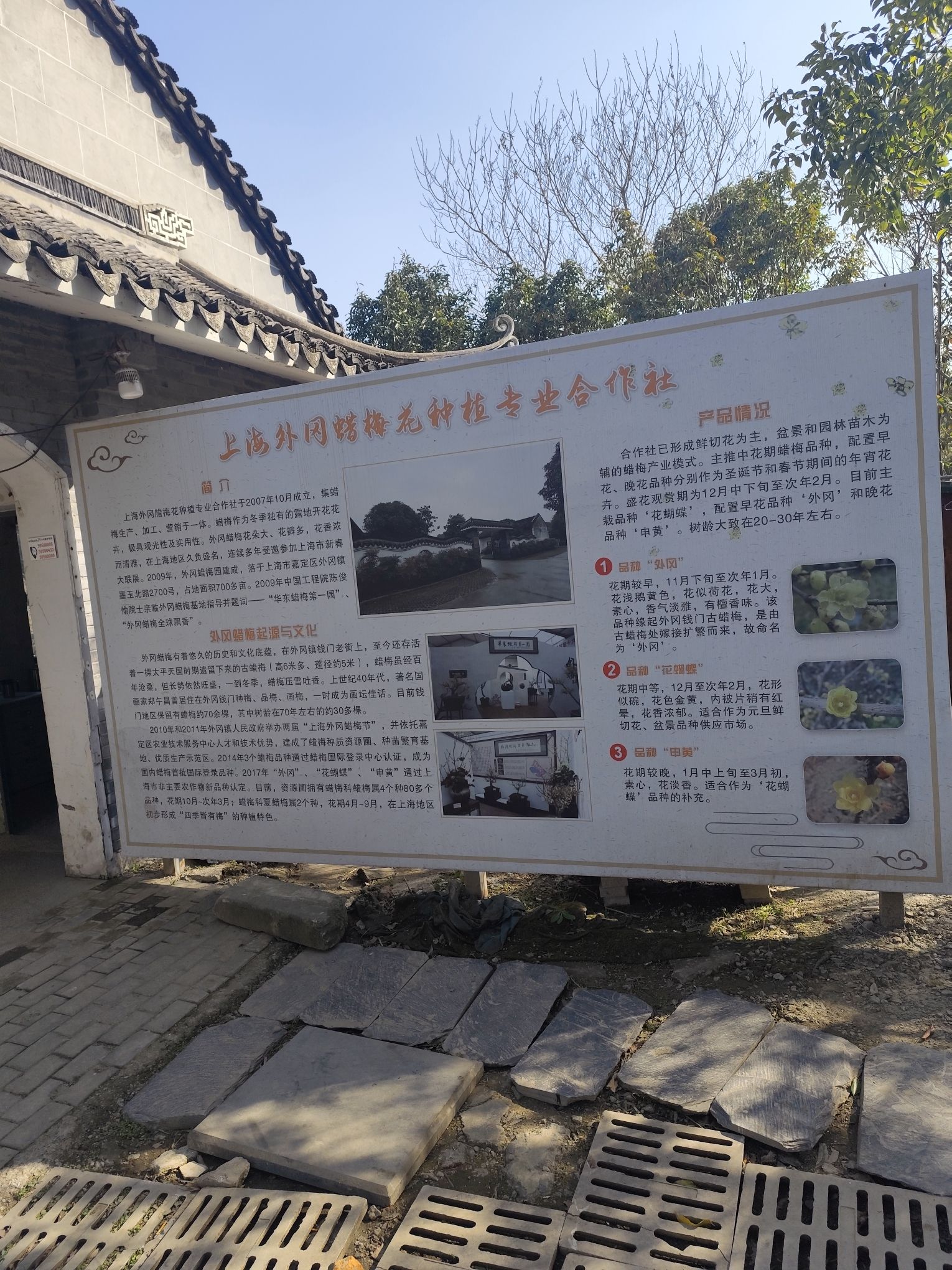 外冈蜡梅园旅行图片 2
