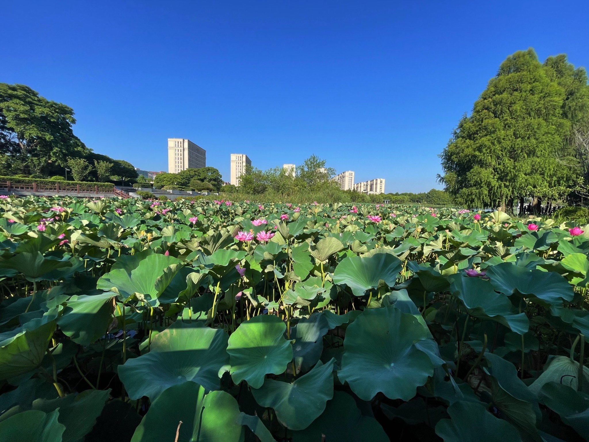 海天湖公园旅行图片 1