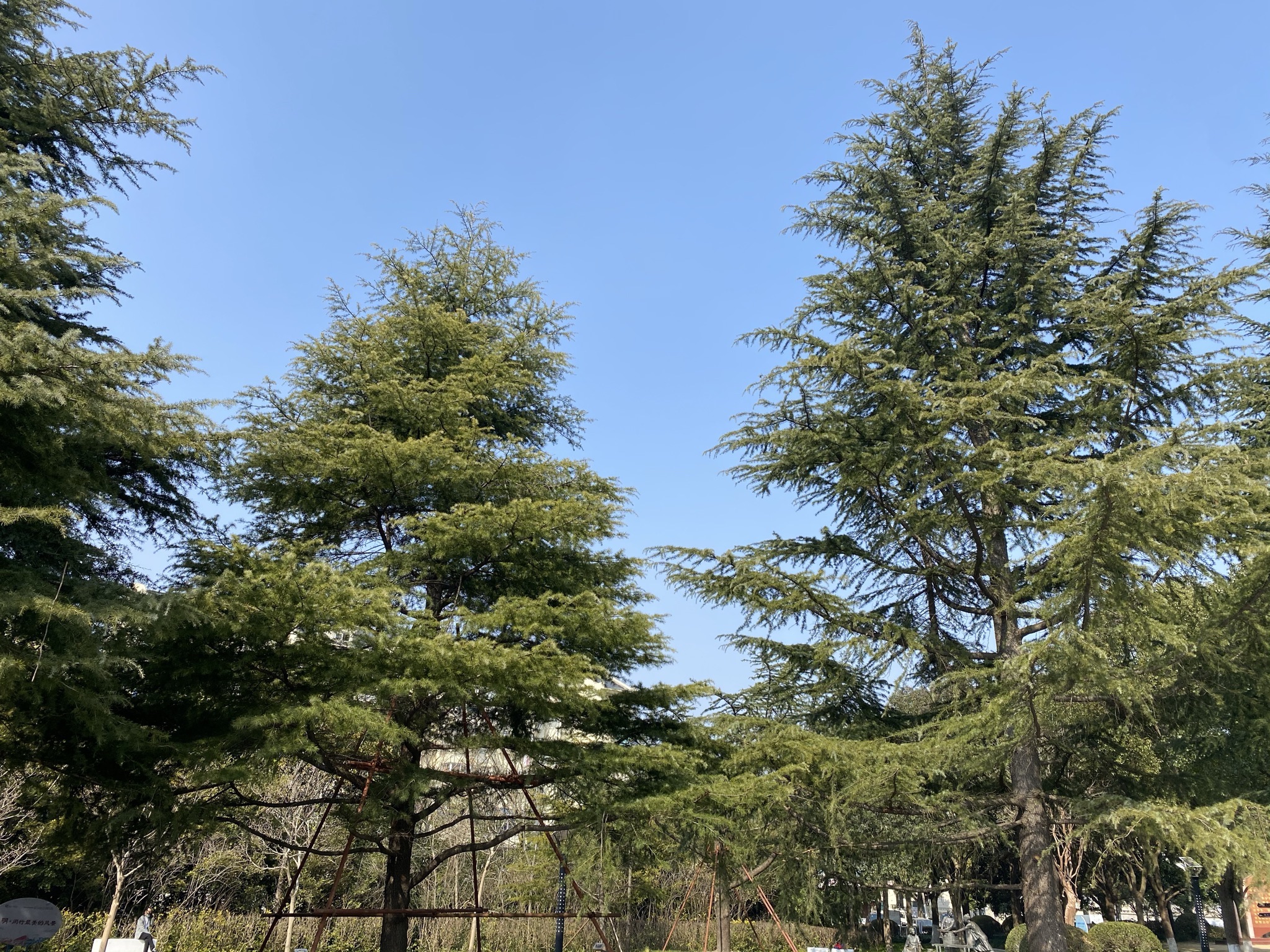 马桥公园旅行图片 1