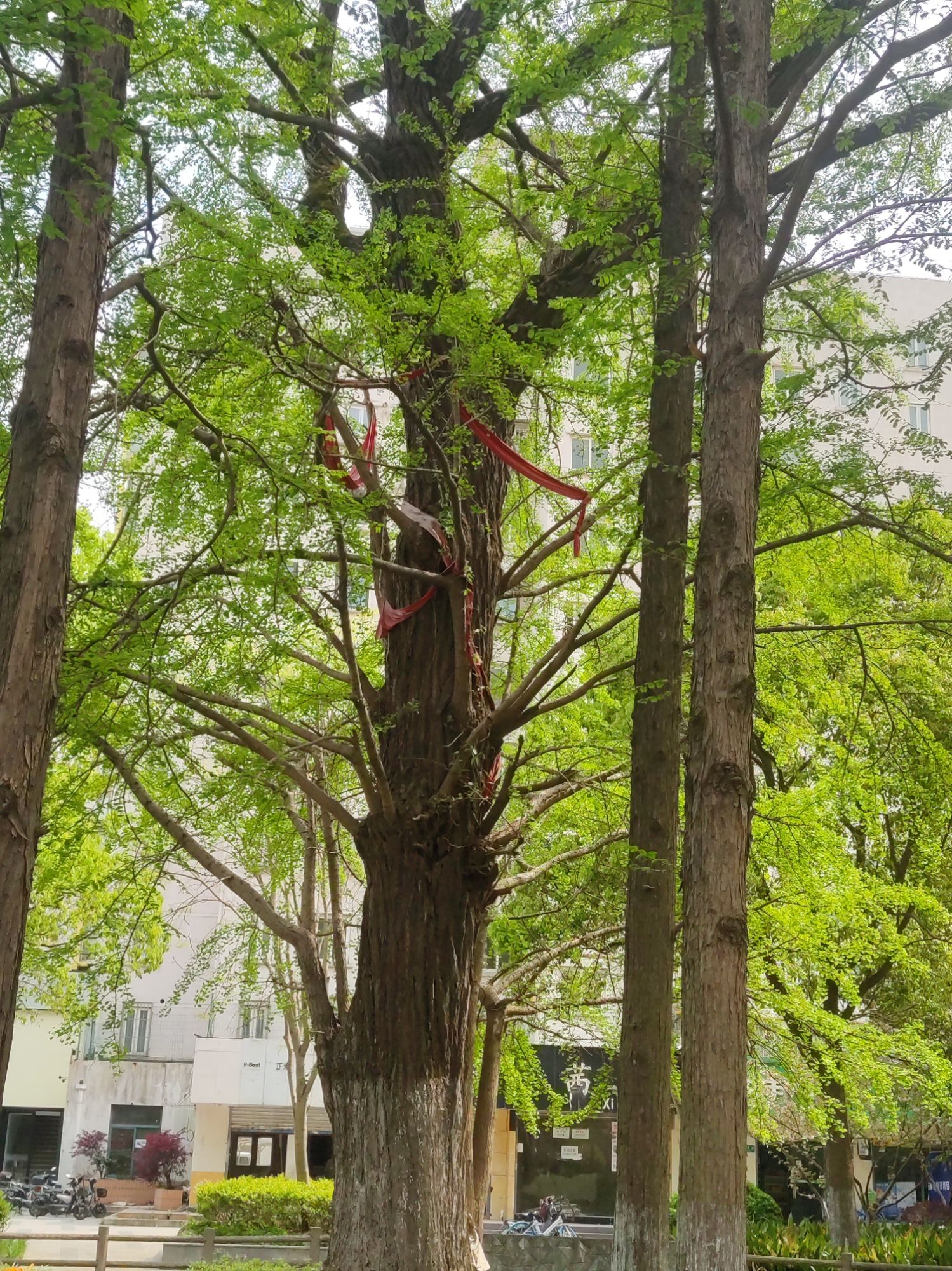 银杏公园旅行图片 3