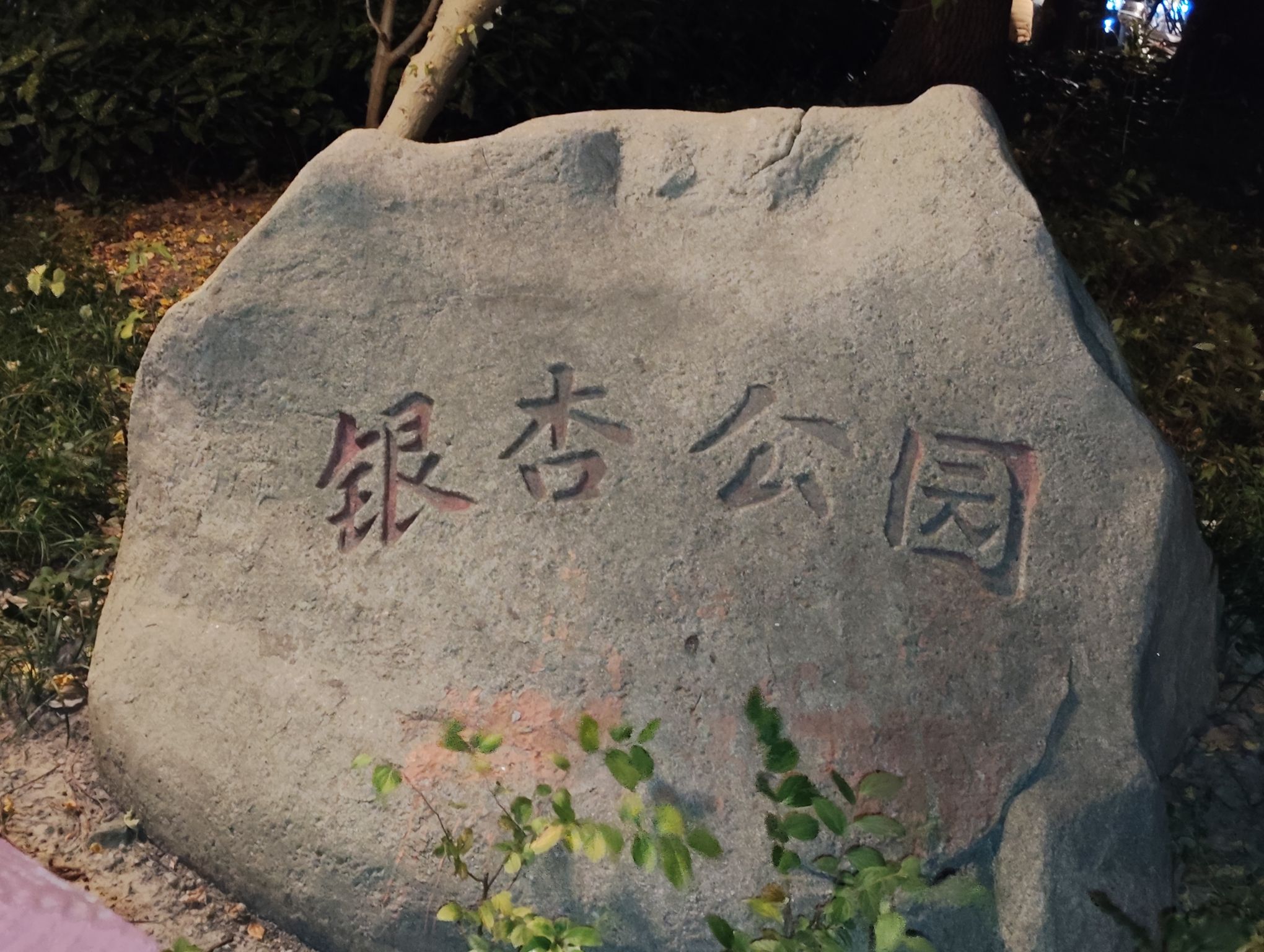 银杏公园旅行图片 1