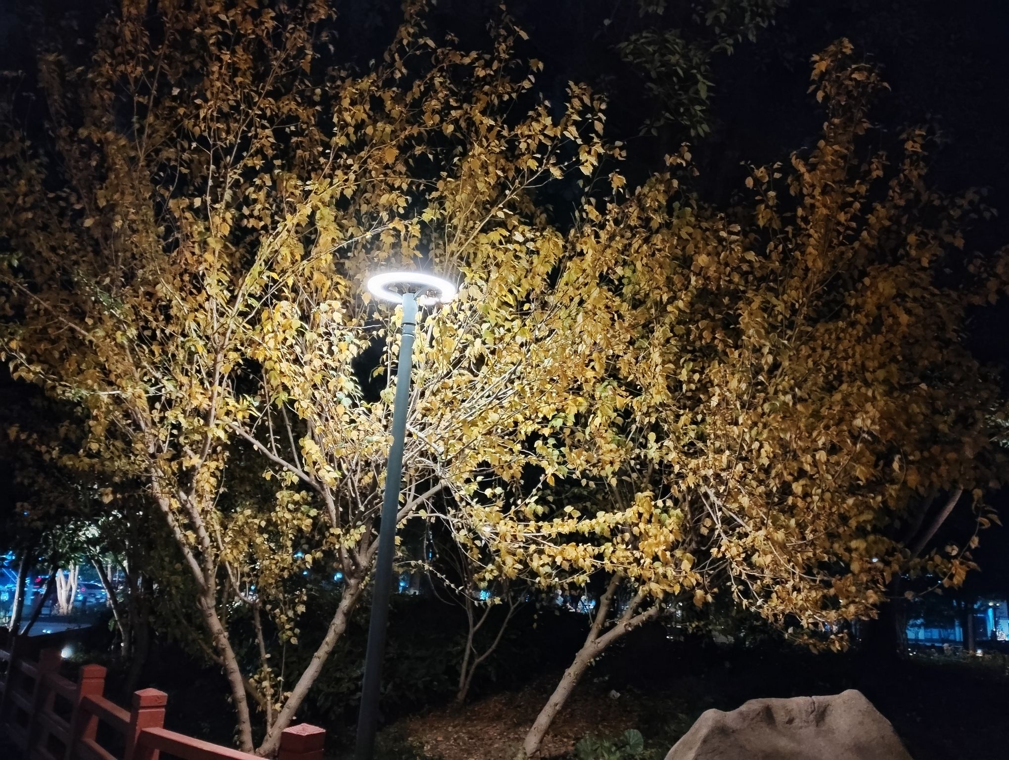 银杏公园旅行图片 2