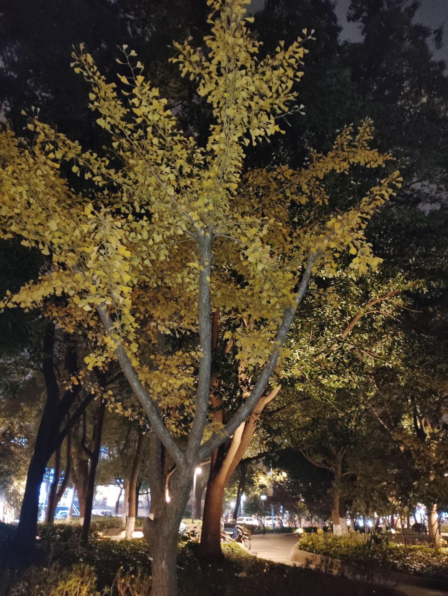 银杏公园旅行图片 3