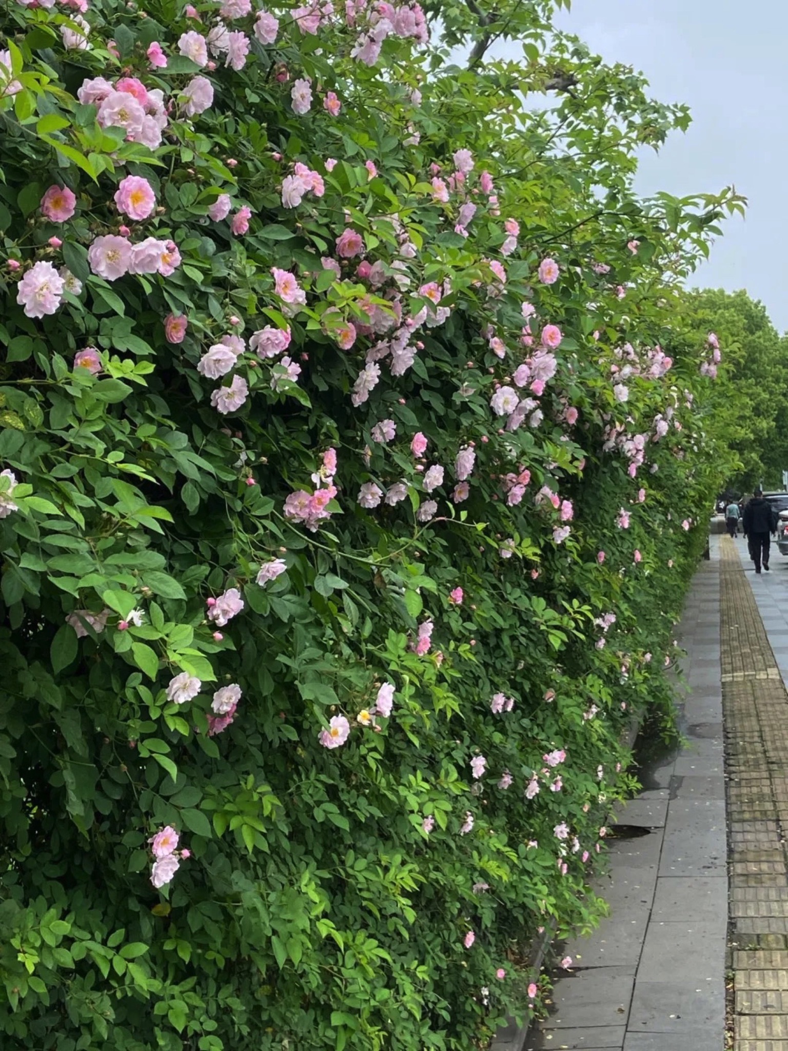 北箐园旅行图片 1