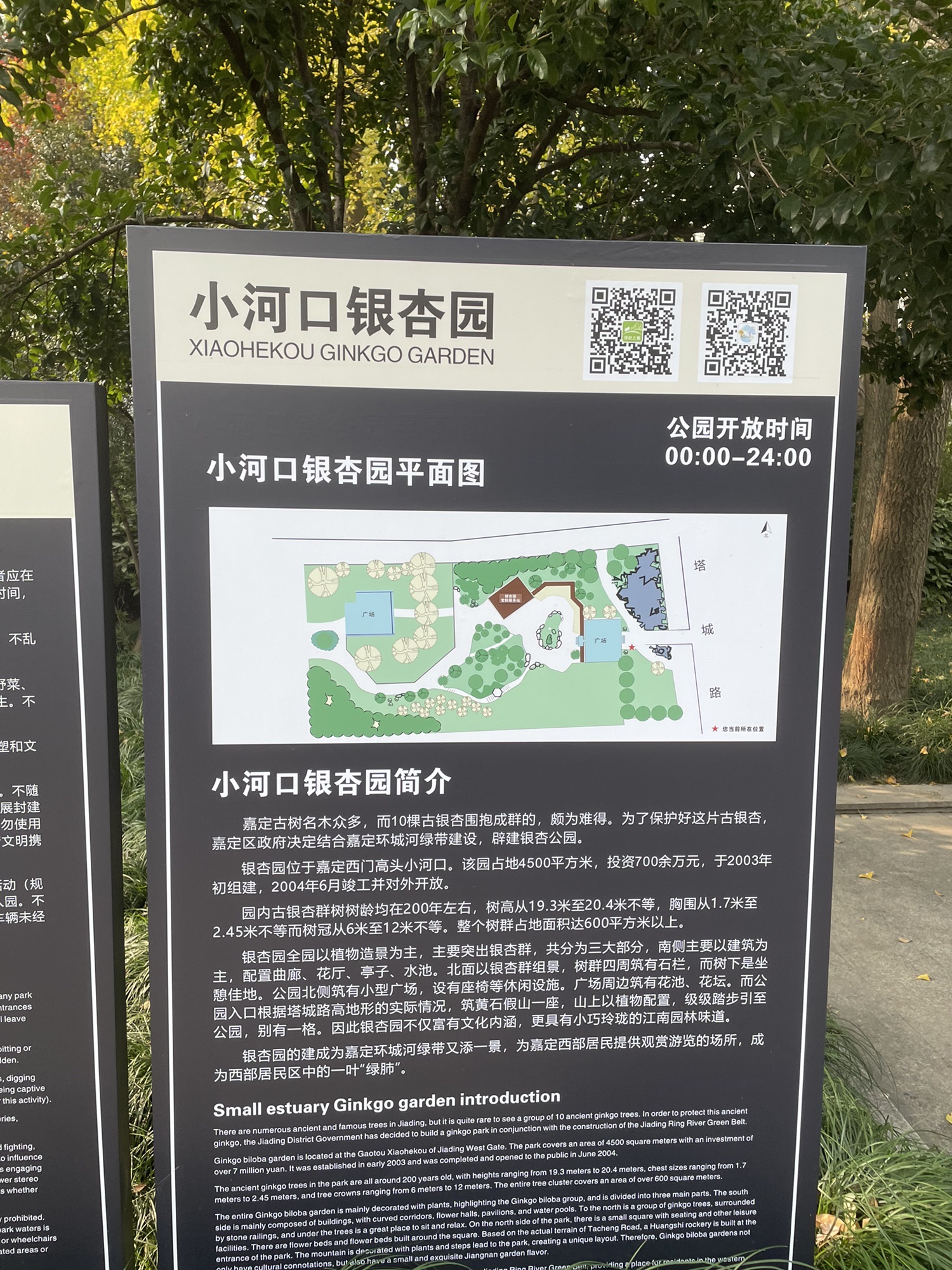 小河口银杏园旅行图片 1